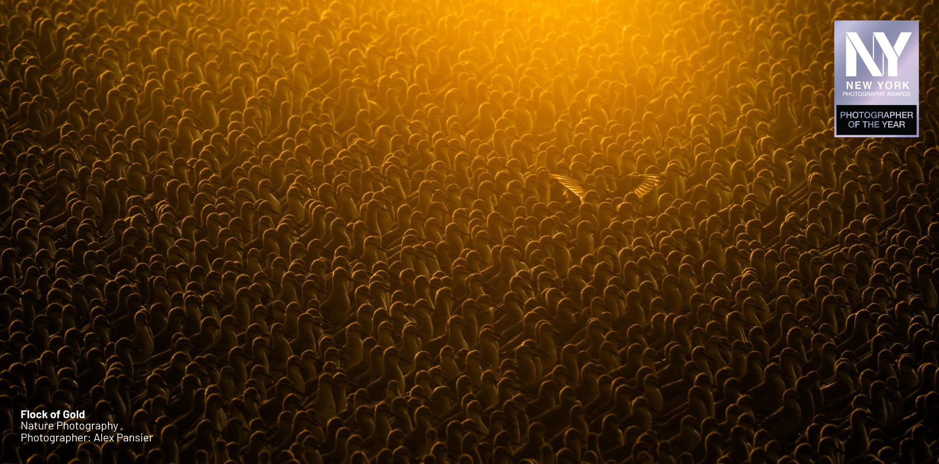 2025 New York Photography of the Year