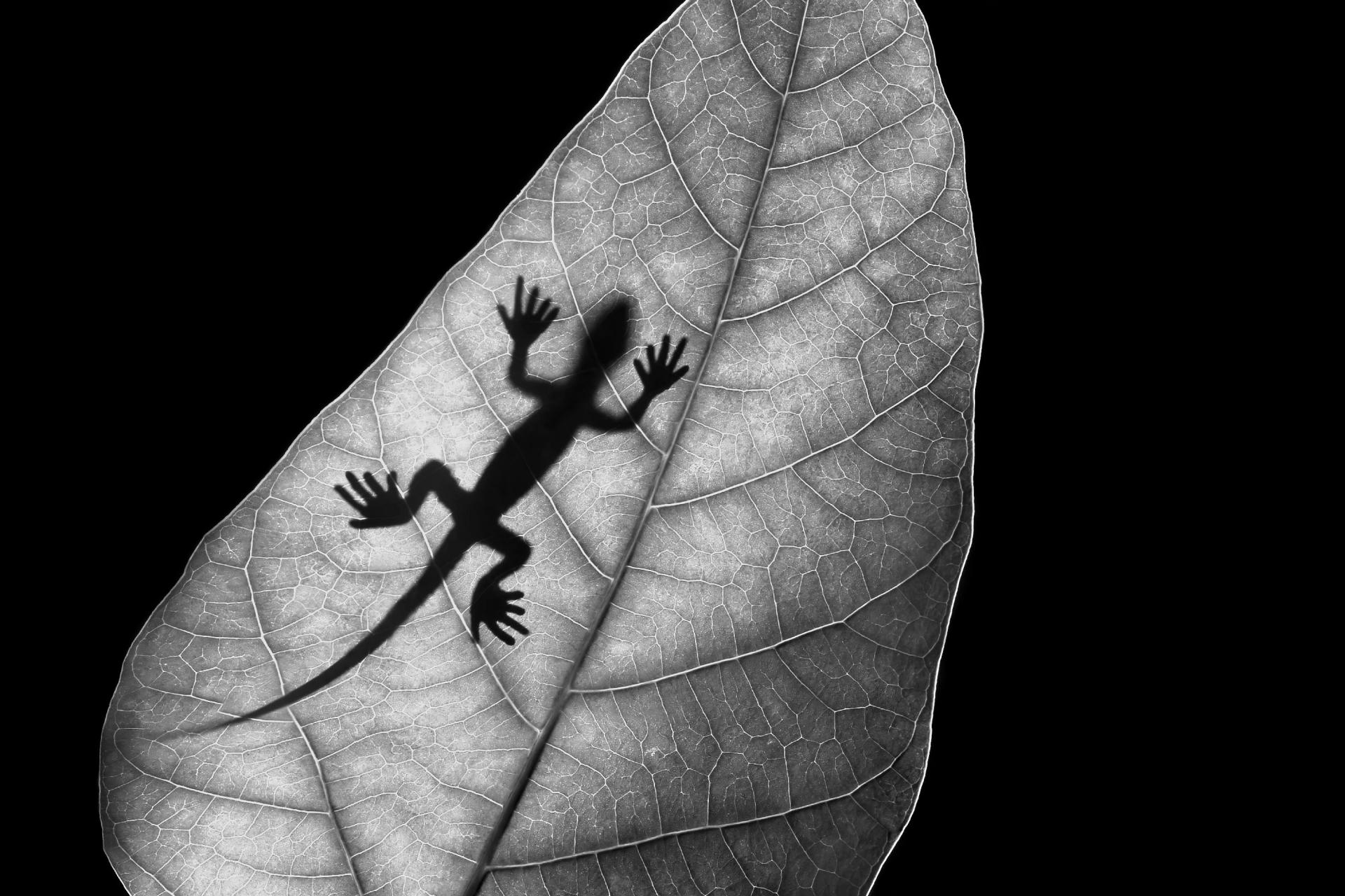 New York Photography Awards Winner - Phantom of Lizard