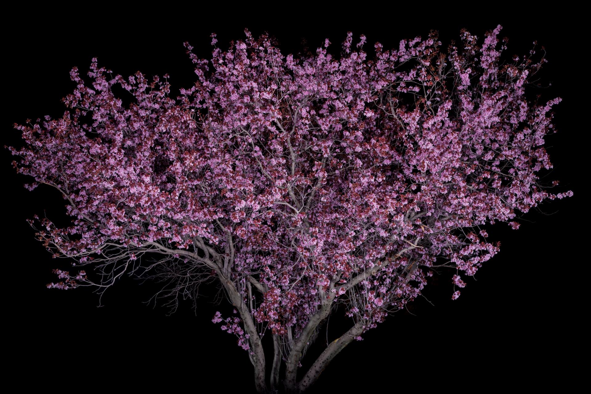 New York Photography Awards Winner - Portrait of Trees