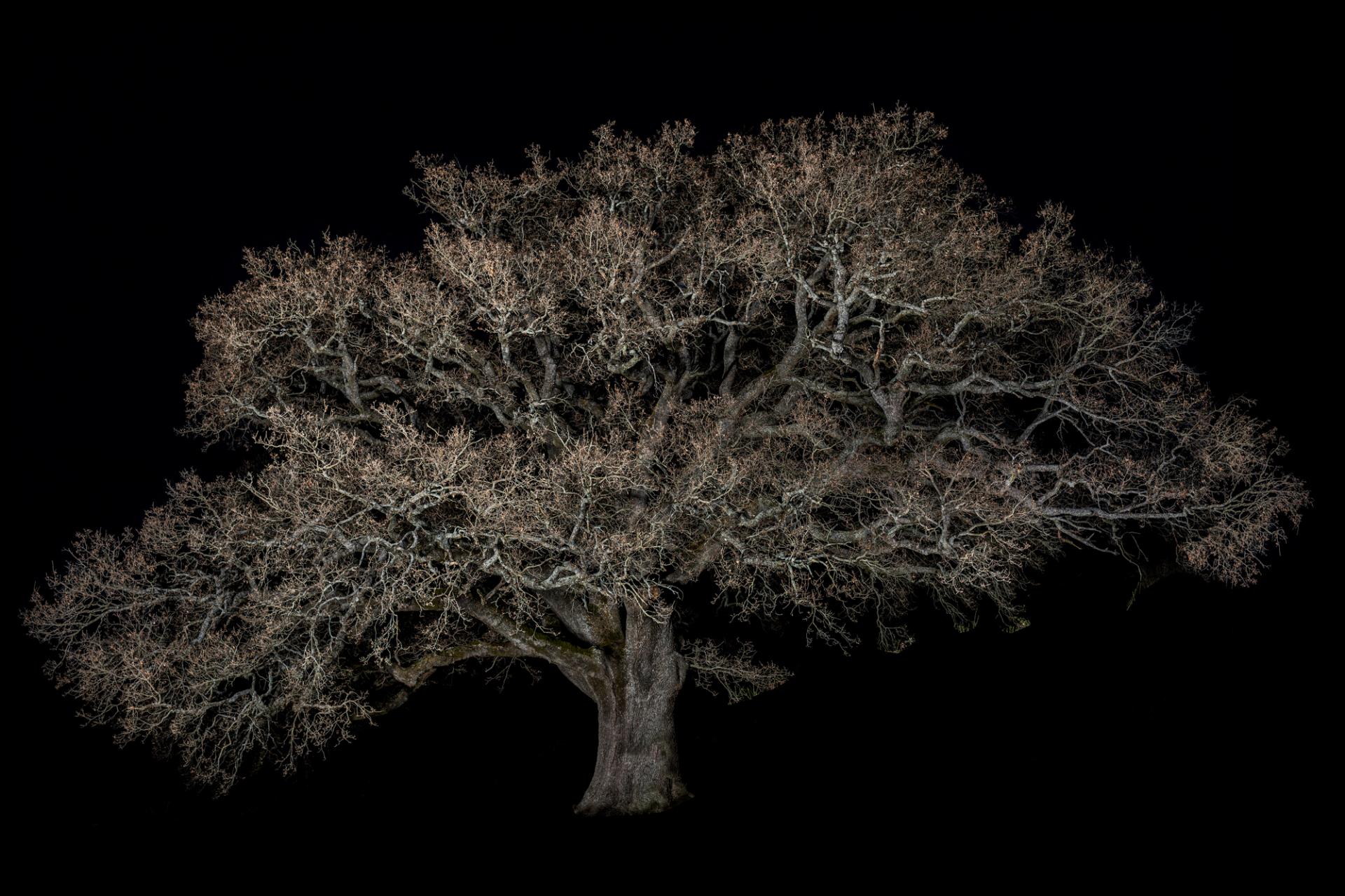 New York Photography Awards Winner - Portrait of Trees