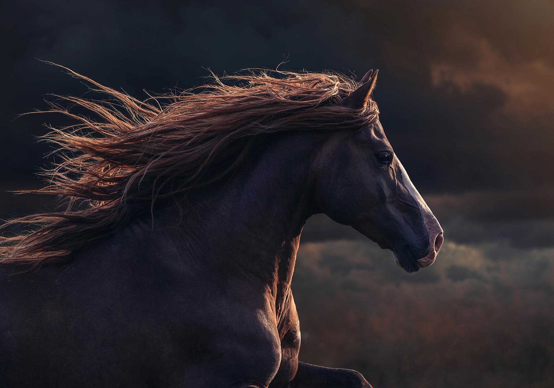 New York Photography Awards Winner - Magic of Horses