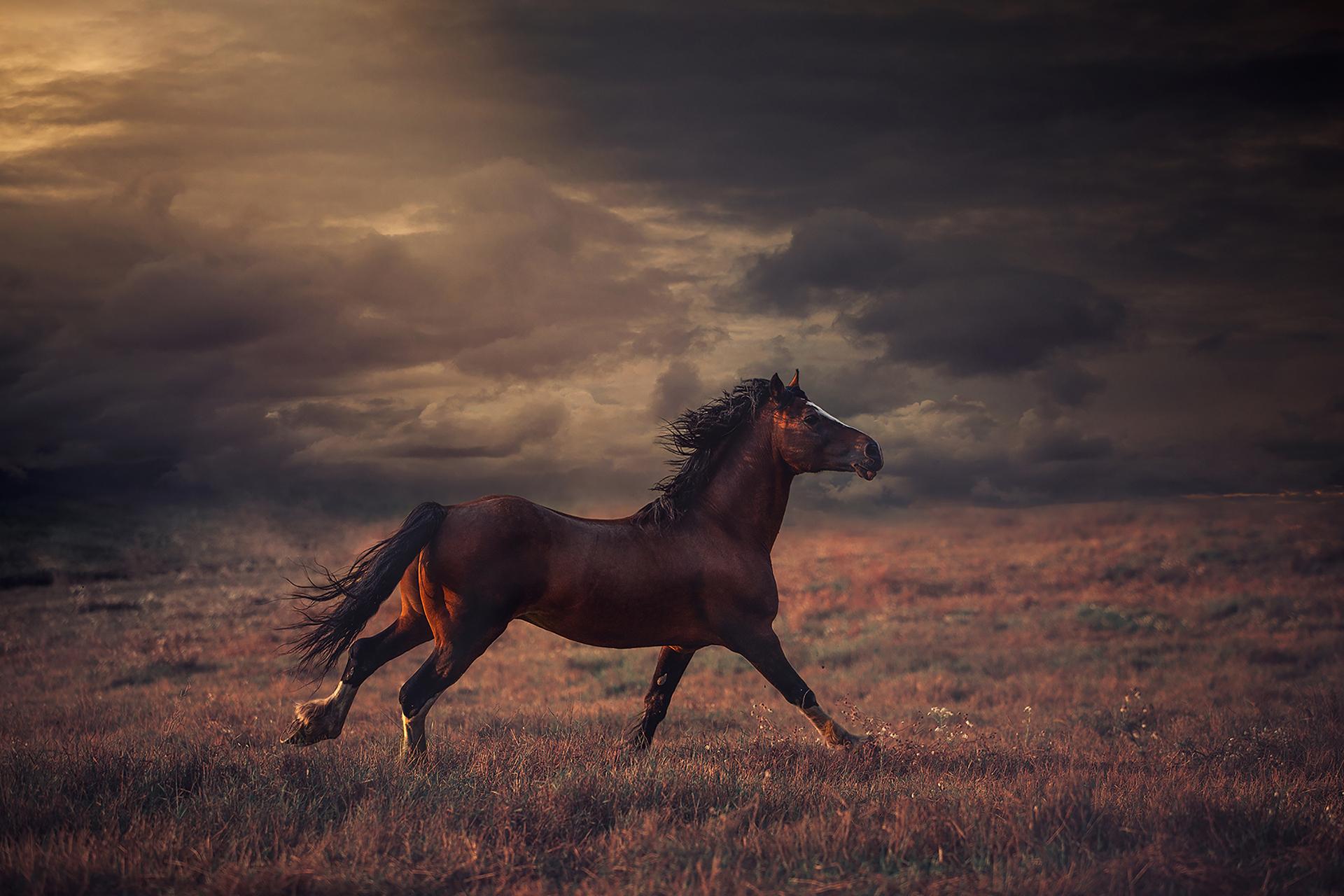 New York Photography Awards Winner - Magic of Horses