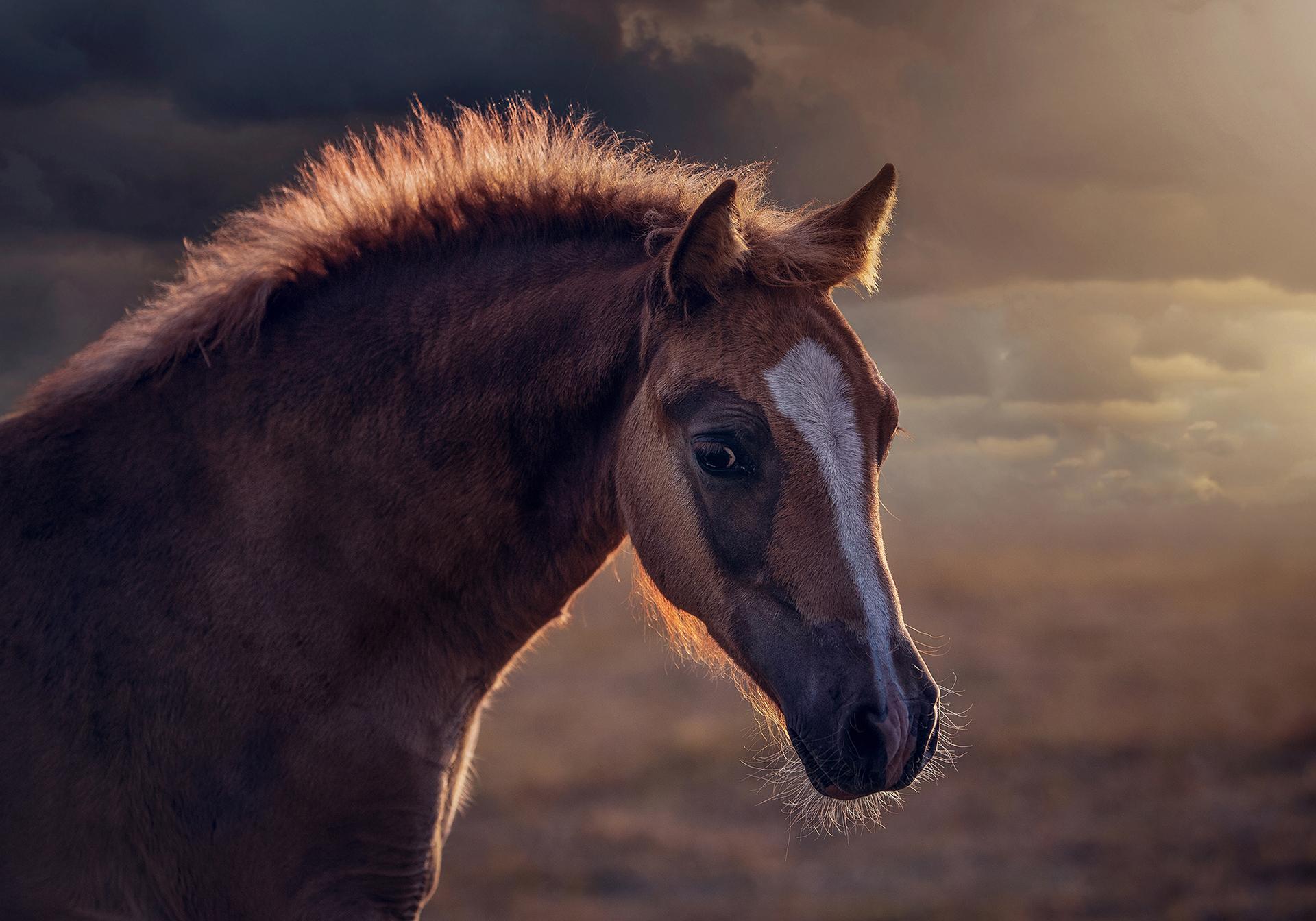 New York Photography Awards Winner - Magic of Horses