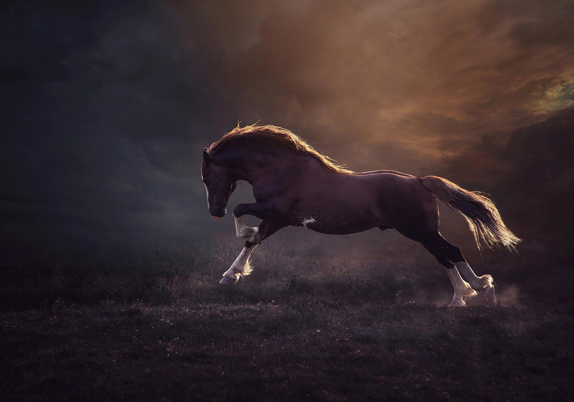 New York Photography Awards Winner - Magic of Horses