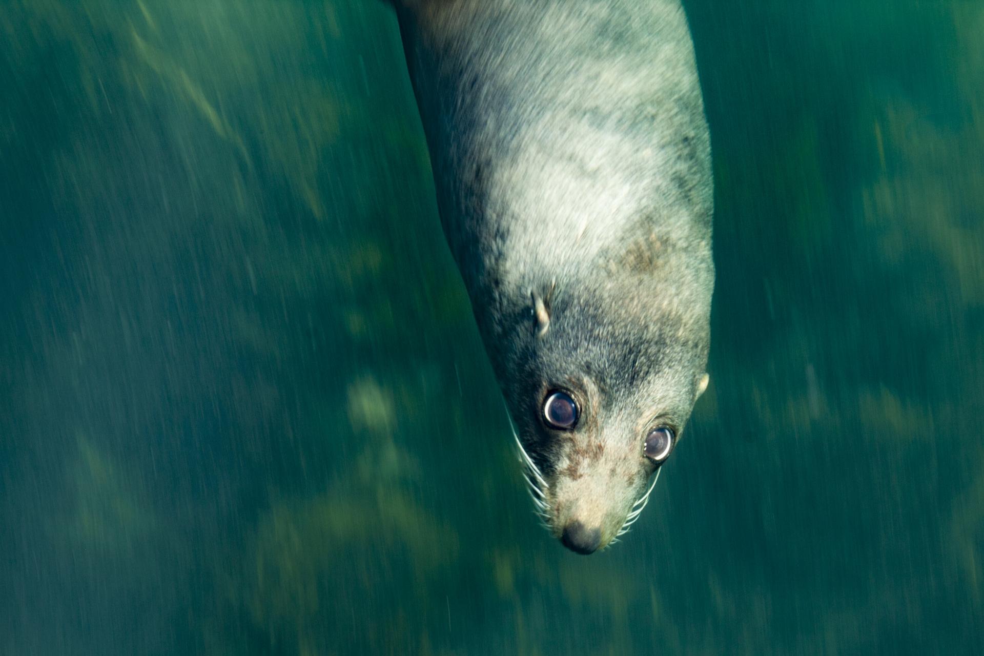 New York Photography Awards Winner - Antipodean Fur Seals of Australia and New Zealand