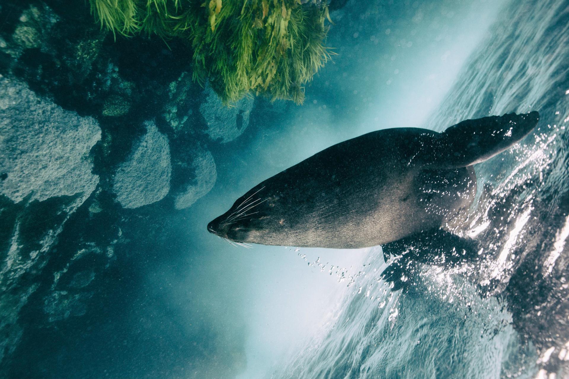 New York Photography Awards Winner - Antipodean Fur Seals of Australia and New Zealand