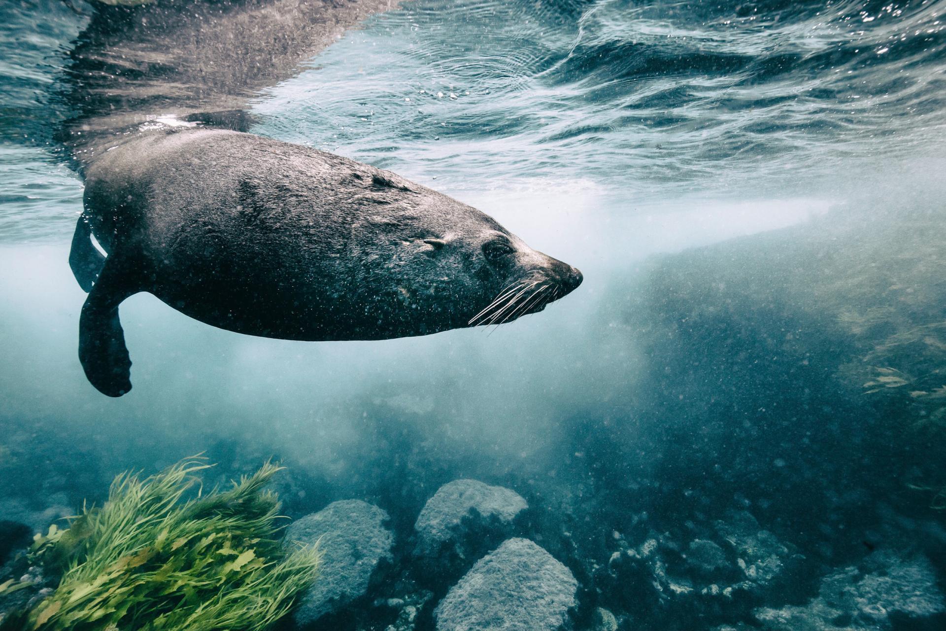 New York Photography Awards Winner - Antipodean Fur Seals of Australia and New Zealand