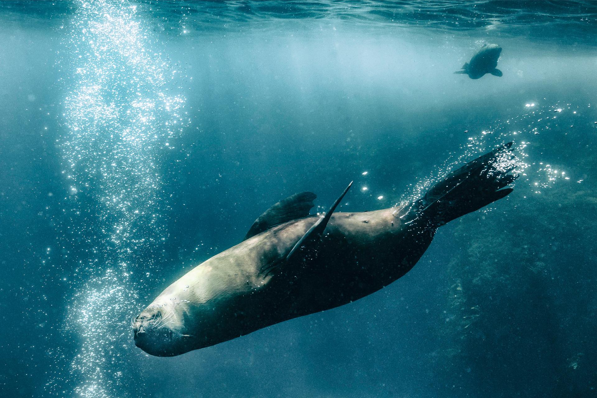 New York Photography Awards Winner - Antipodean Fur Seals of Australia and New Zealand