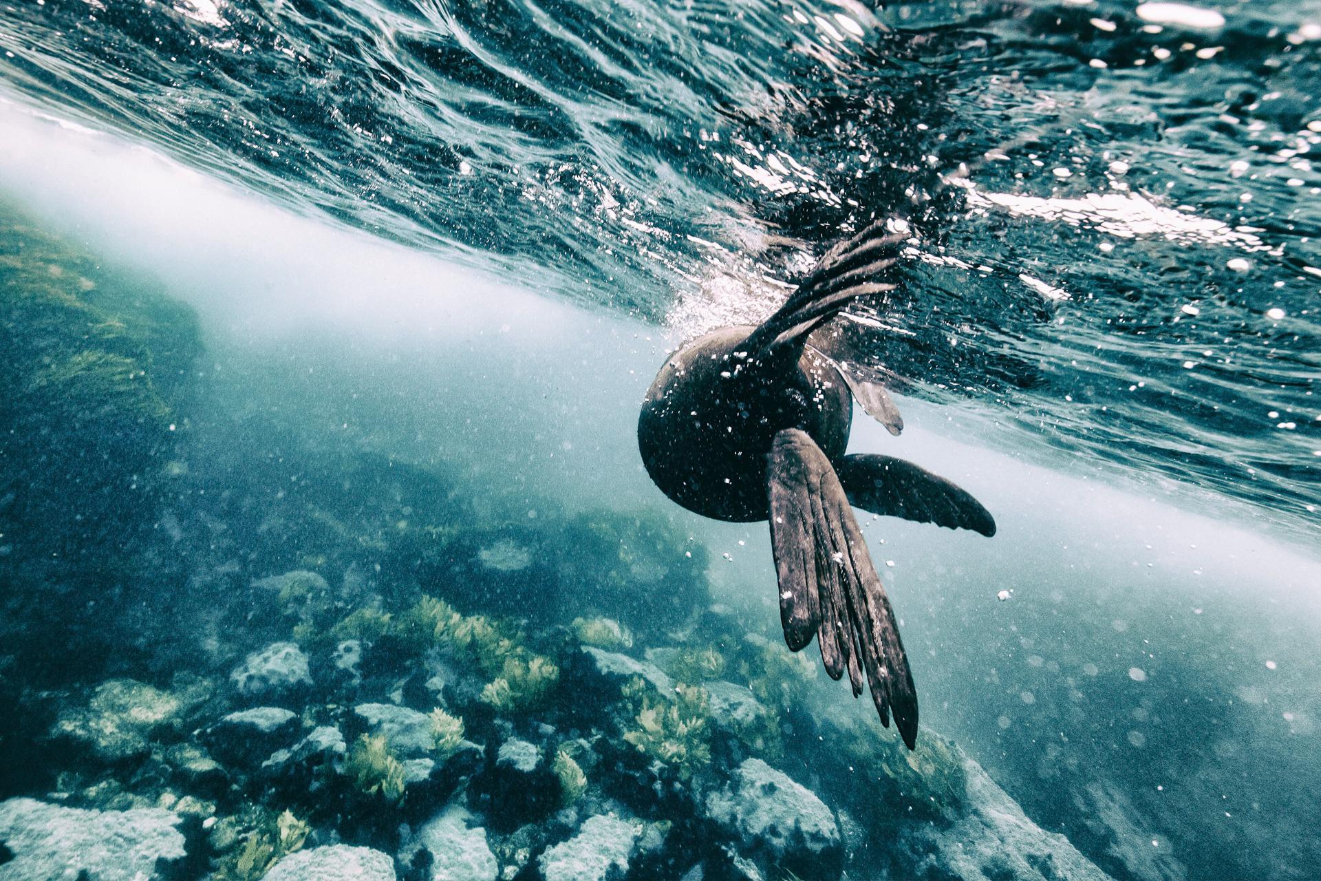 New York Photography Awards Winner - Antipodean Fur Seals of Australia and New Zealand