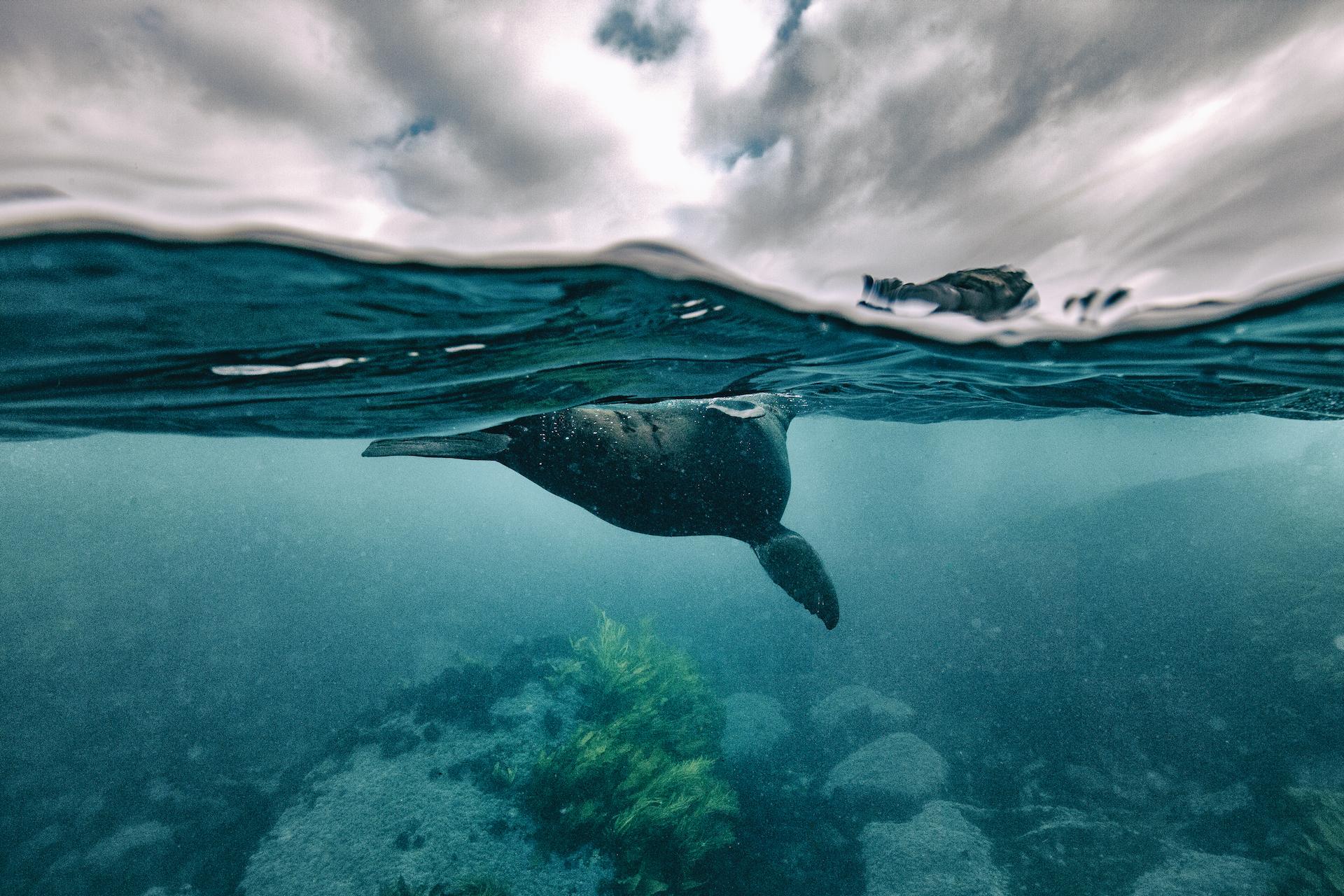 New York Photography Awards Winner - Antipodean Fur Seals of Australia and New Zealand