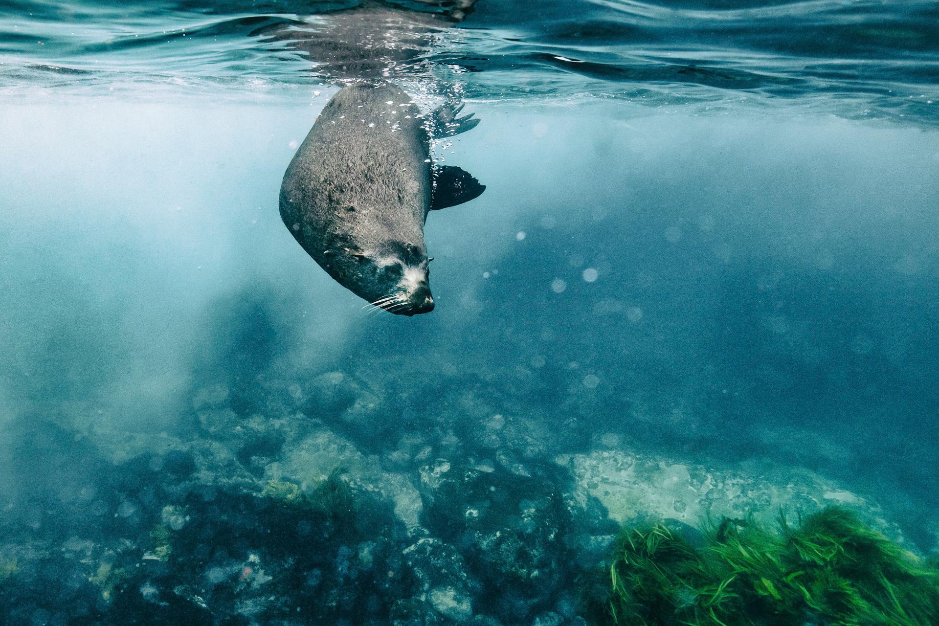 New York Photography Awards Winner - Antipodean Fur Seals of Australia and New Zealand