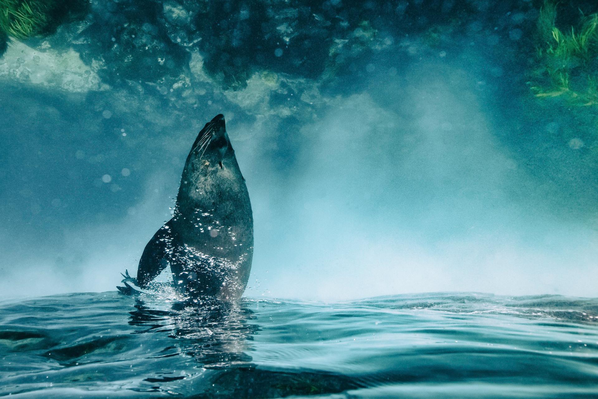 New York Photography Awards Winner - Antipodean Fur Seals of Australia and New Zealand