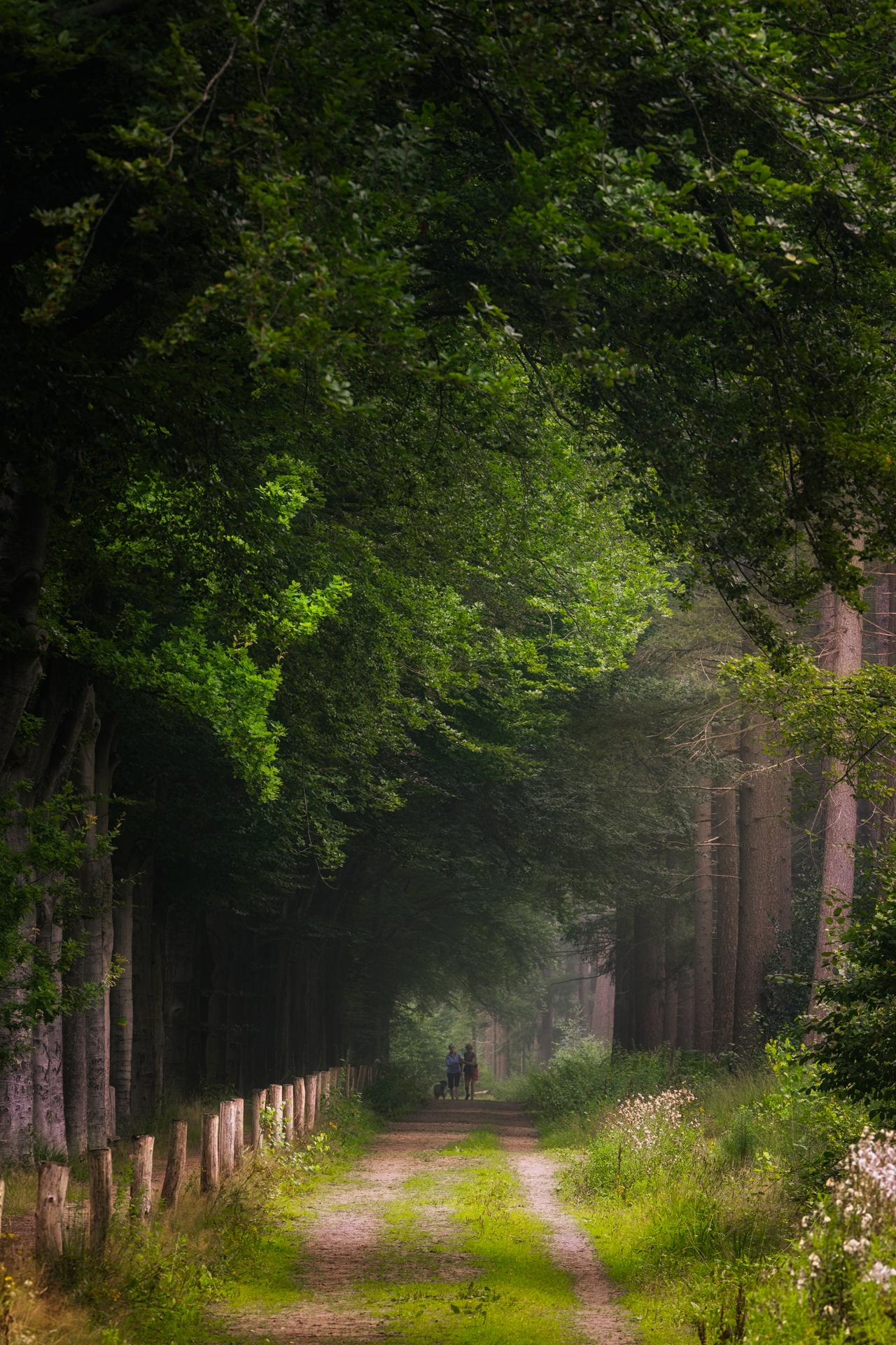 New York Photography Awards Winner - My Forest Dream