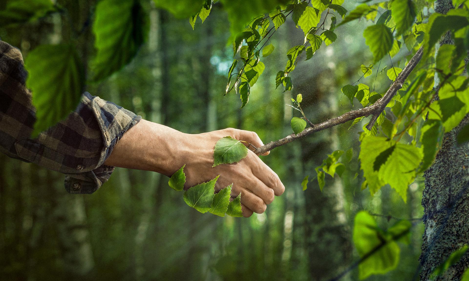 New York Photography Awards Winner - The Best For Your Forest