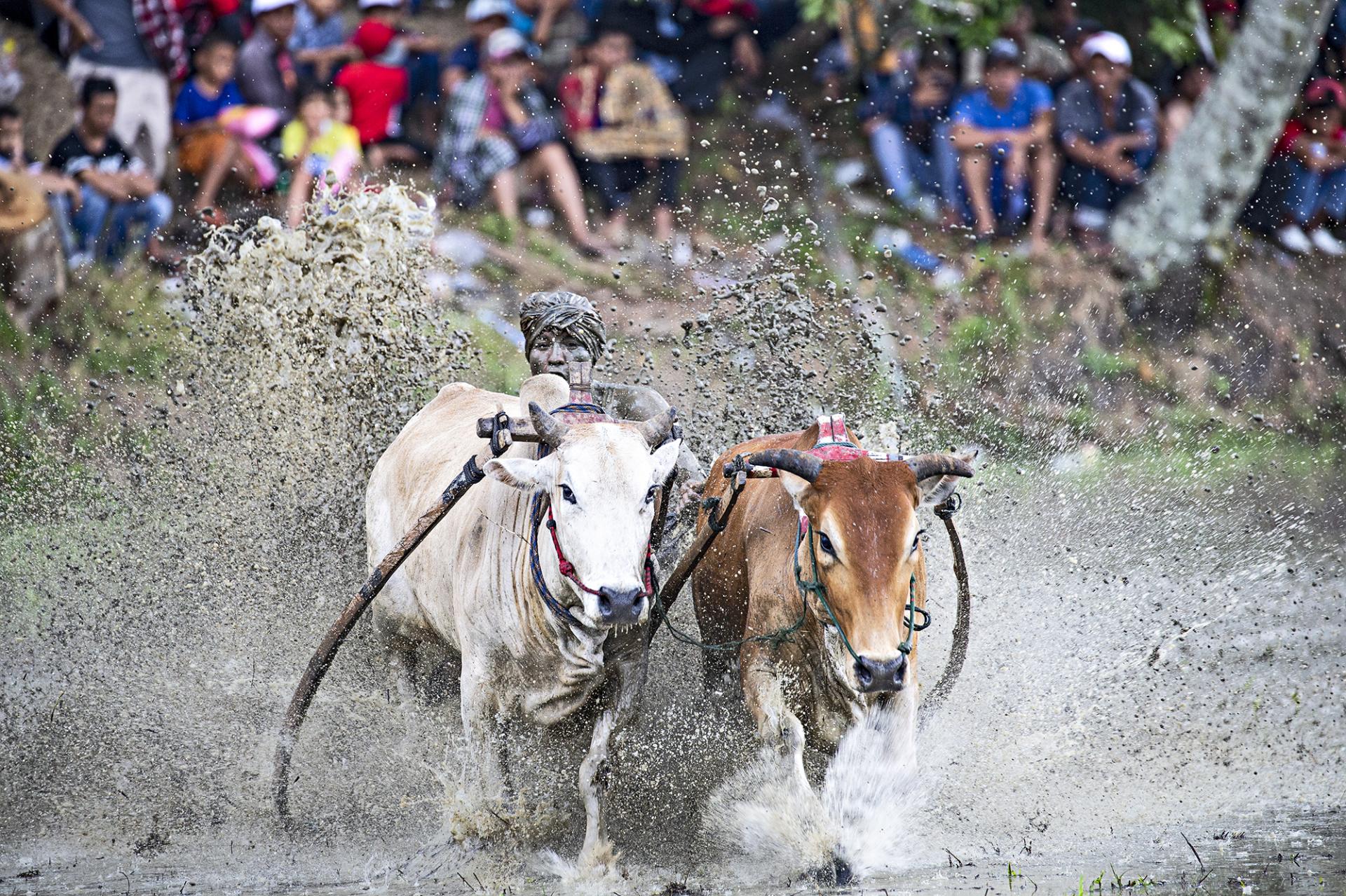 New York Photography Awards Winner - The Pacu Jawi