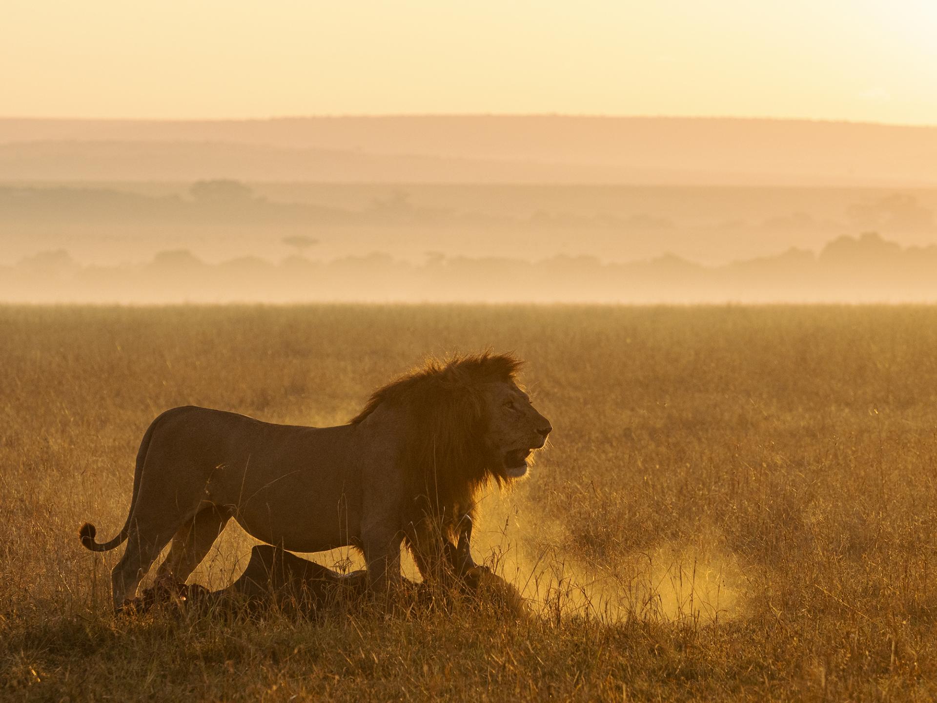 New York Photography Awards Winner - The lion at dawn