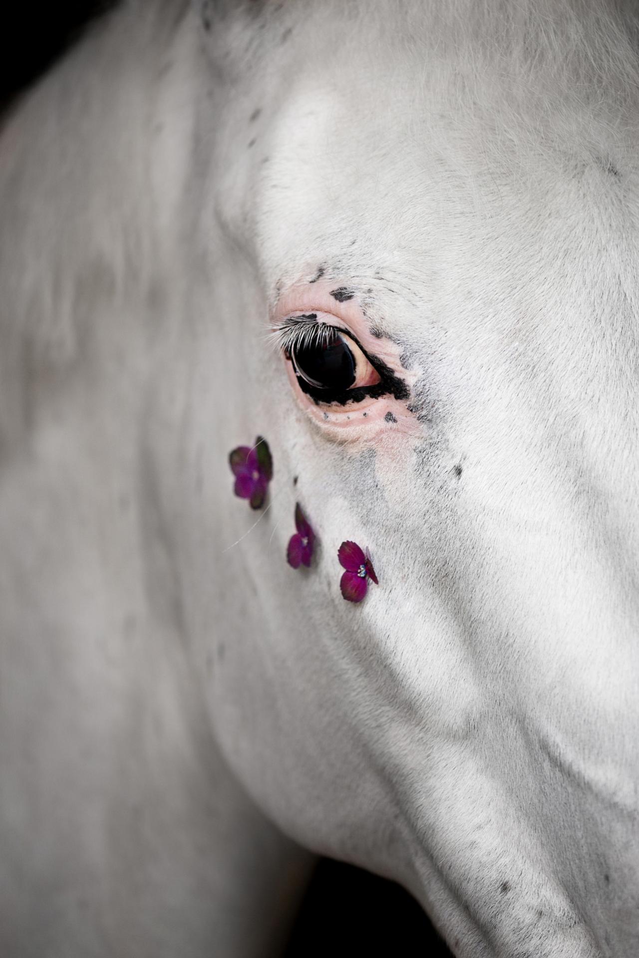 New York Photography Awards Winner - Blossomhorse