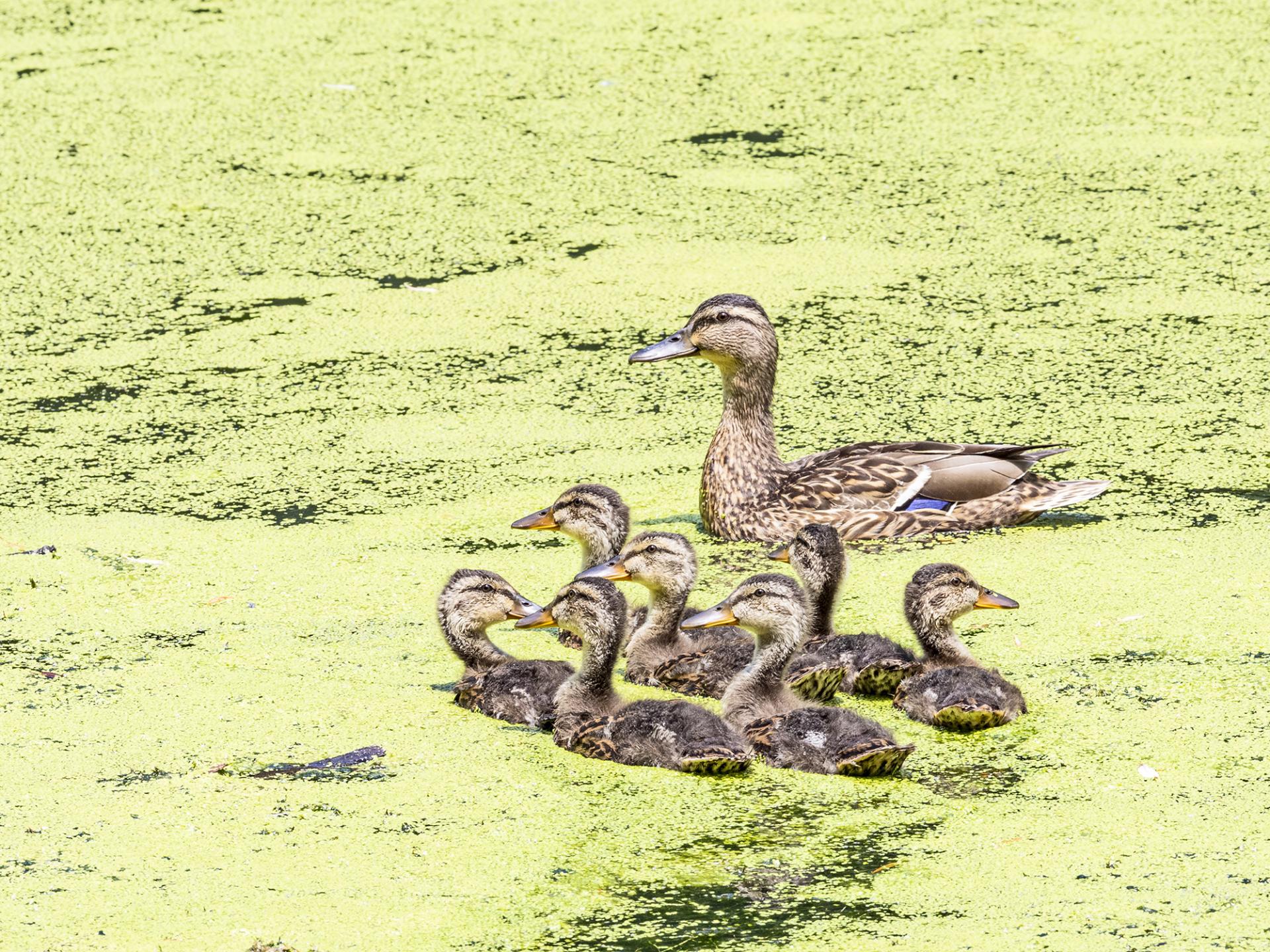 New York Photography Awards Winner - The Mallard duck family