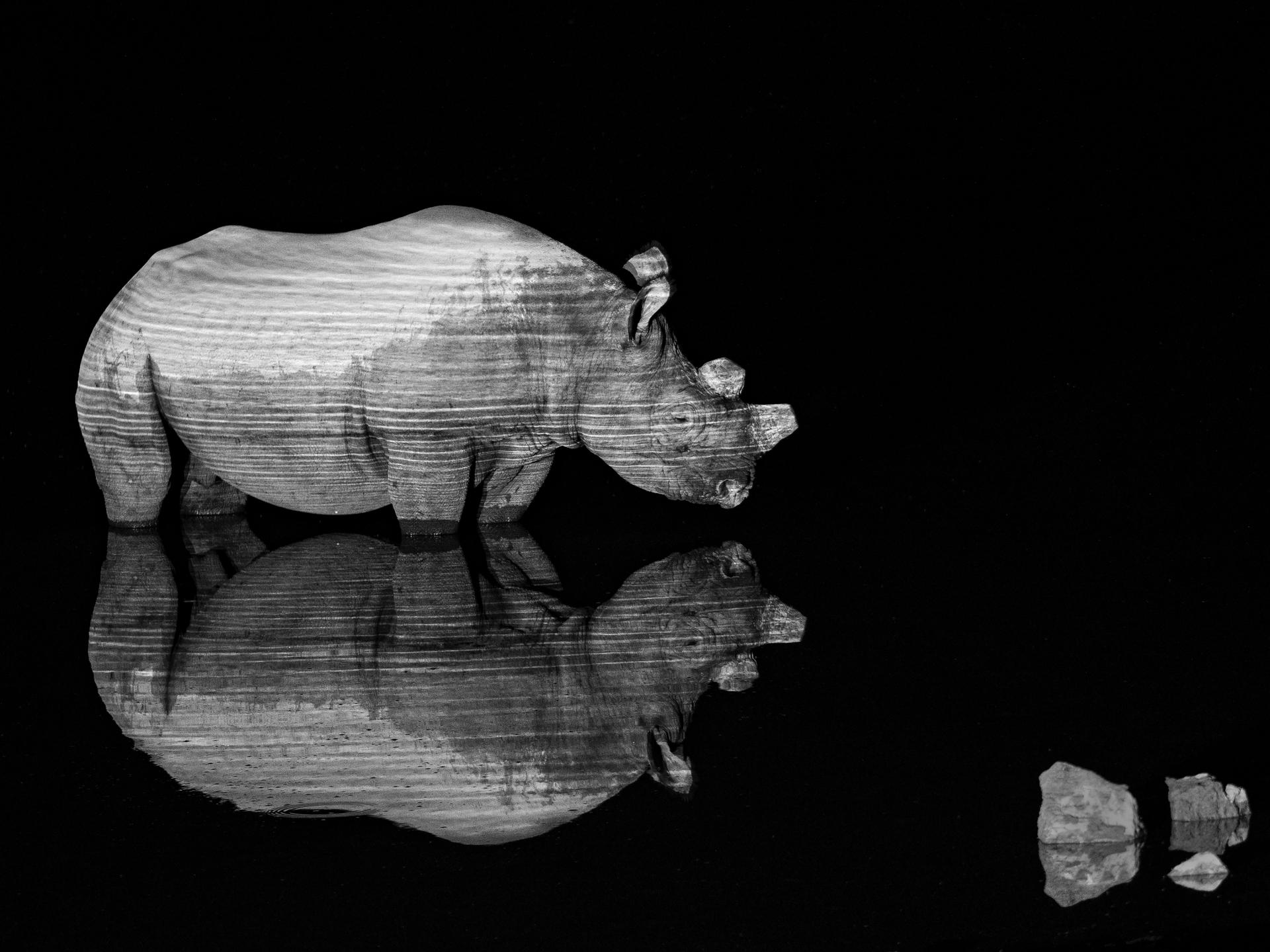 New York Photography Awards Winner - The Black Rhino