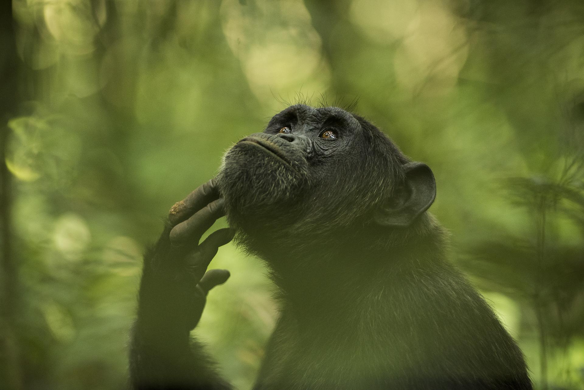 New York Photography Awards Winner - The Thinker