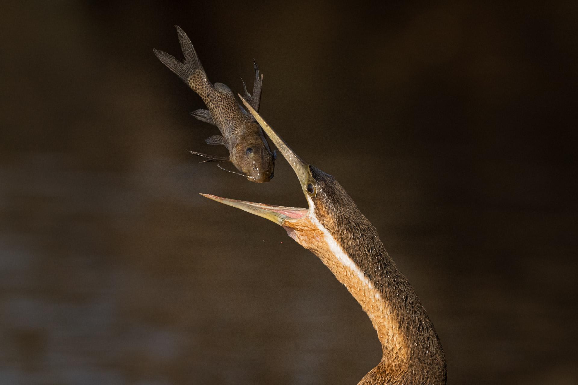 New York Photography Awards Winner - African Darter Flip