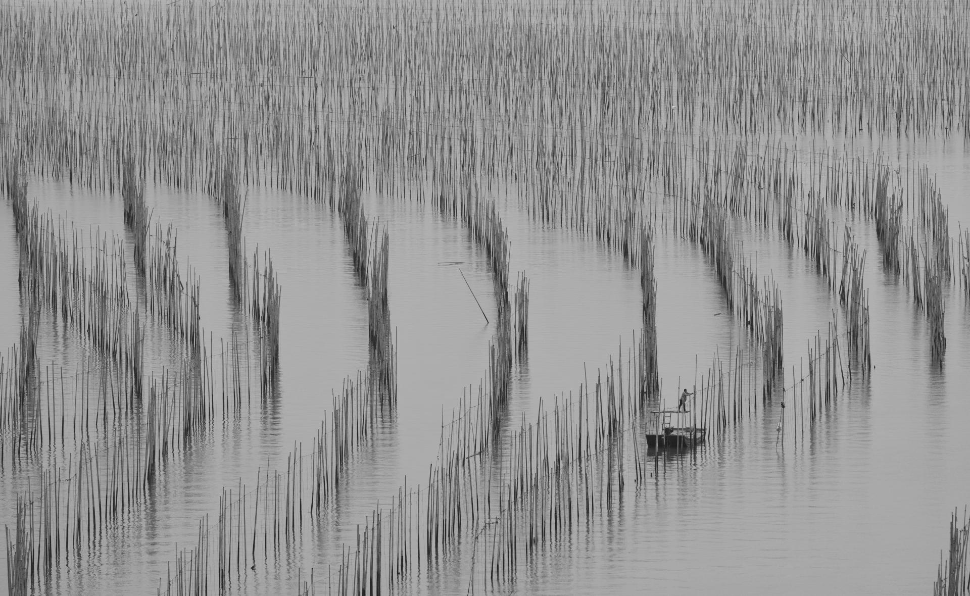 New York Photography Awards Winner - Kelp Field