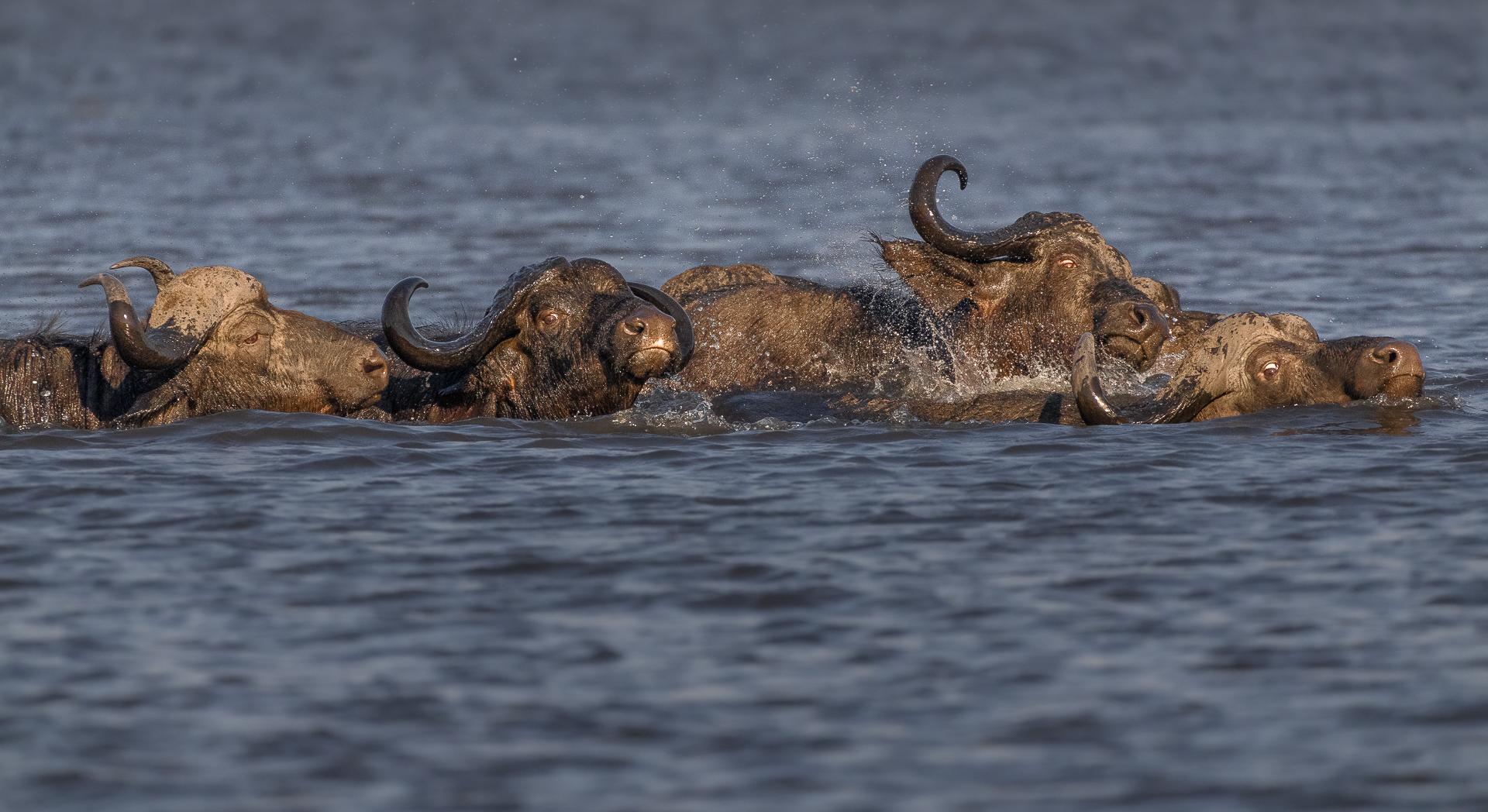 New York Photography Awards Winner - Crocodile bait