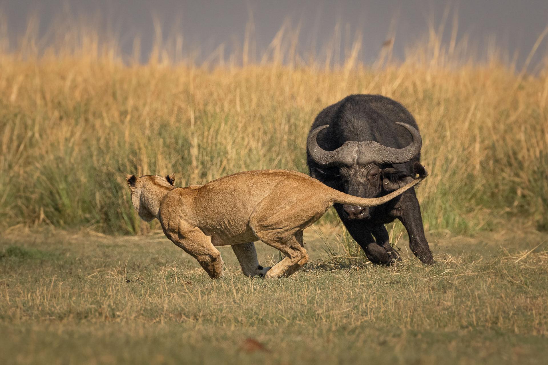 New York Photography Awards Winner - Evasive action