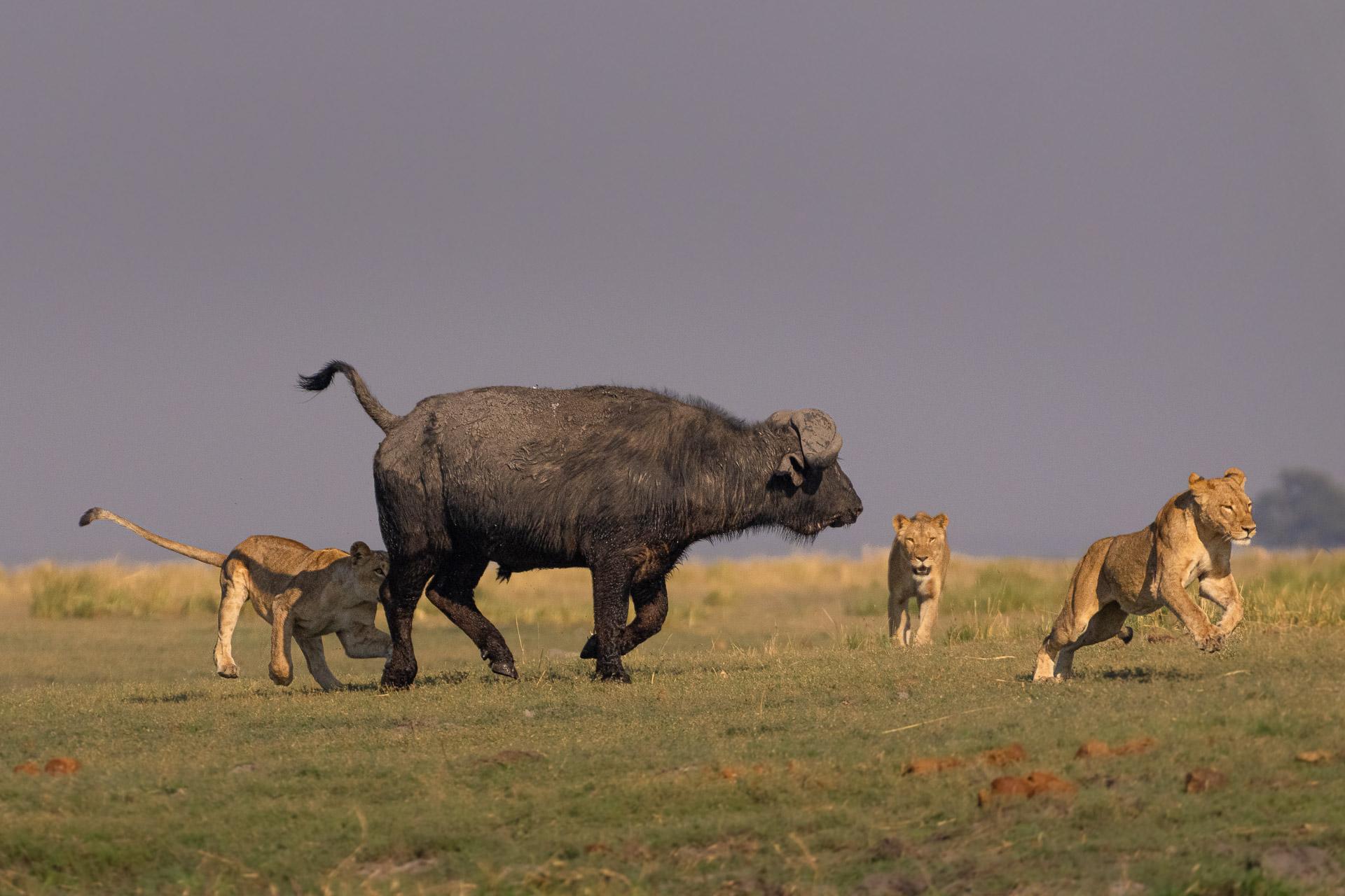 New York Photography Awards Winner - Hunter or hunted