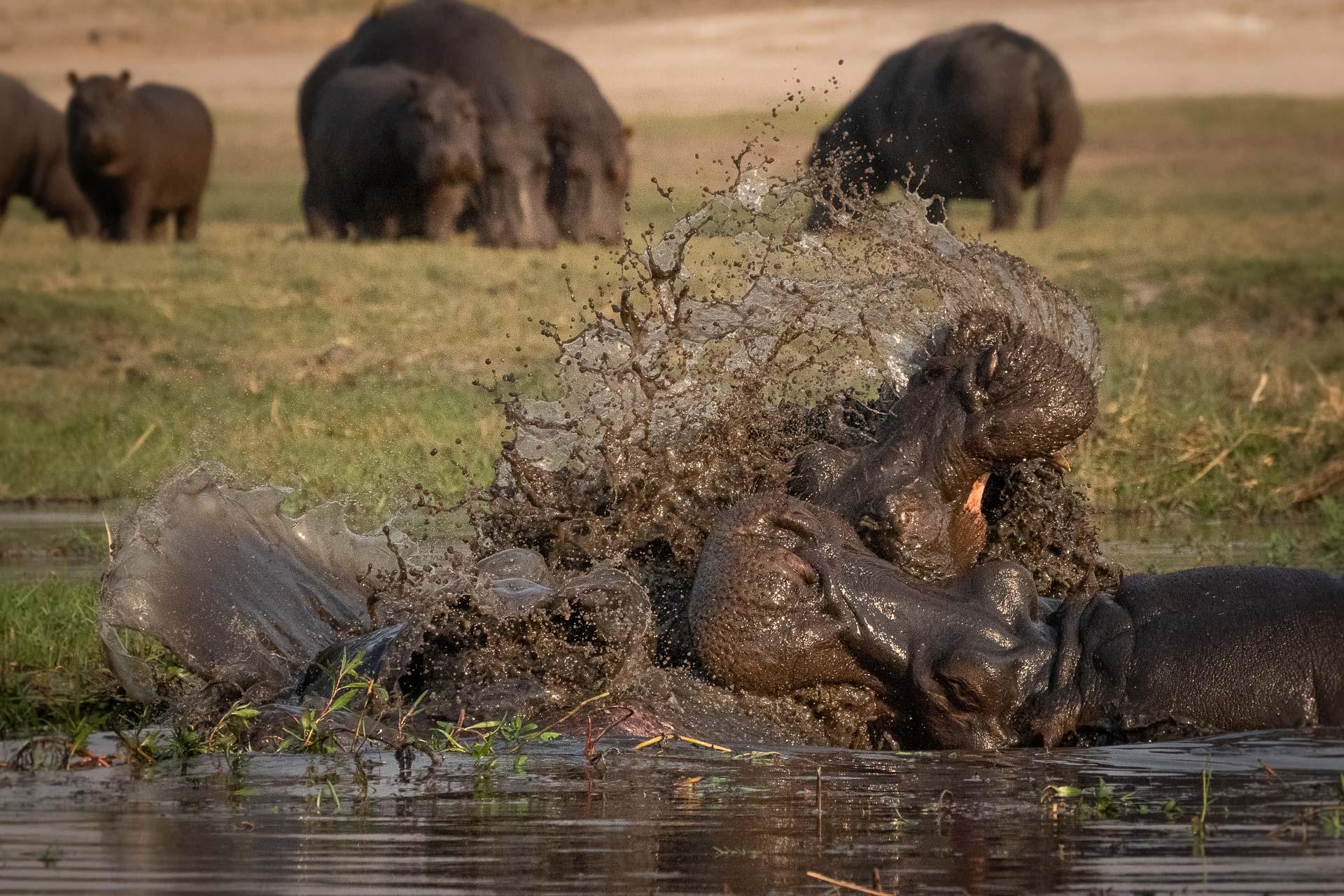 New York Photography Awards Winner - Sudden attack