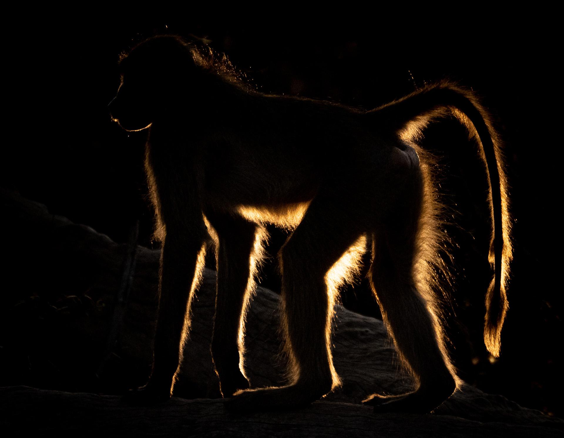 New York Photography Awards Winner - Sunrise baboon