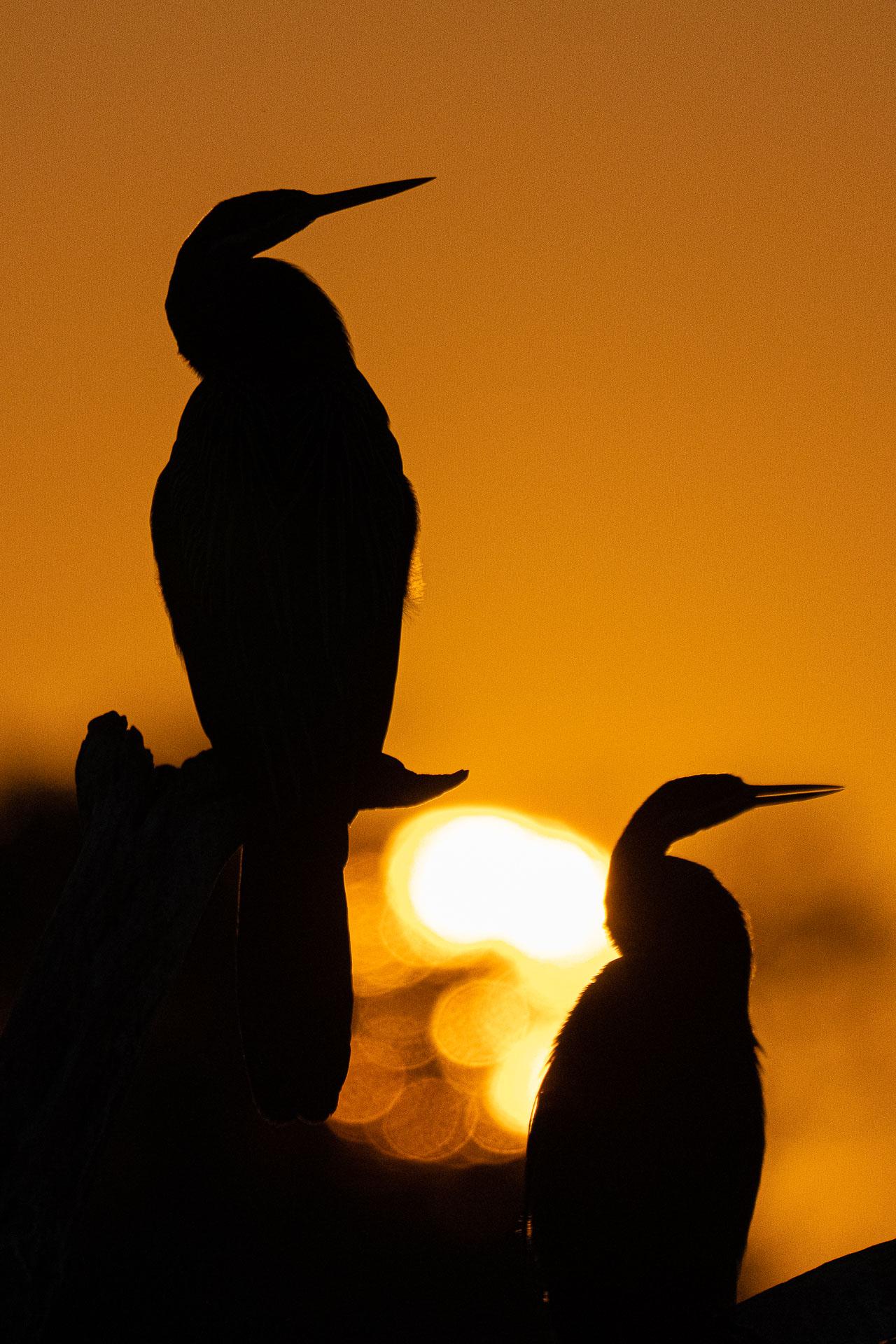 New York Photography Awards Winner - Sunrise sentries