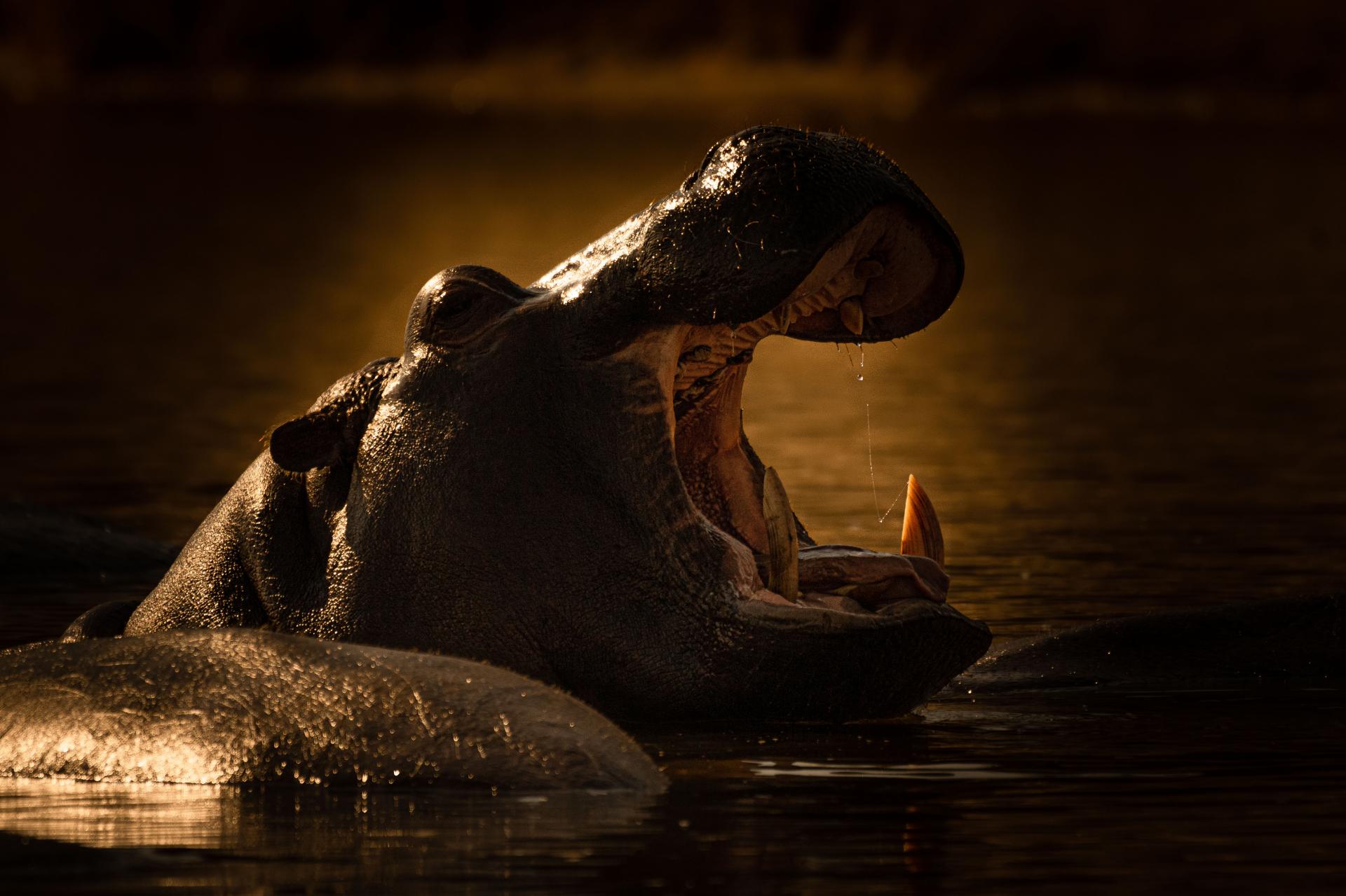 New York Photography Awards Winner - Sunrise yawn