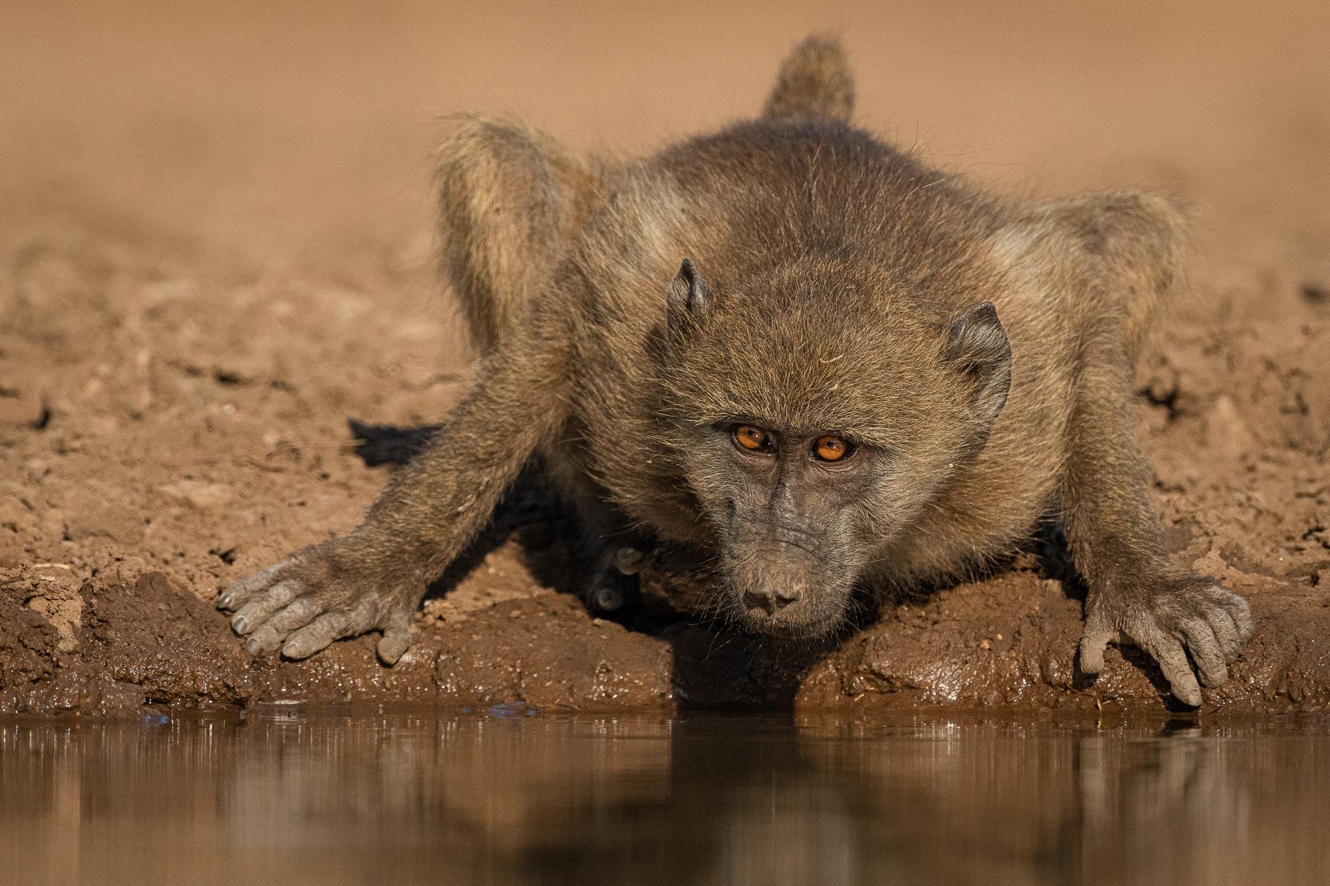 New York Photography Awards Winner - Watching you