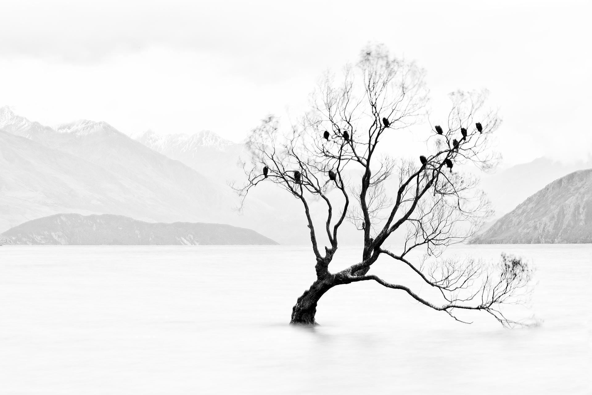 New York Photography Awards Winner - Lone tree, not lonely 