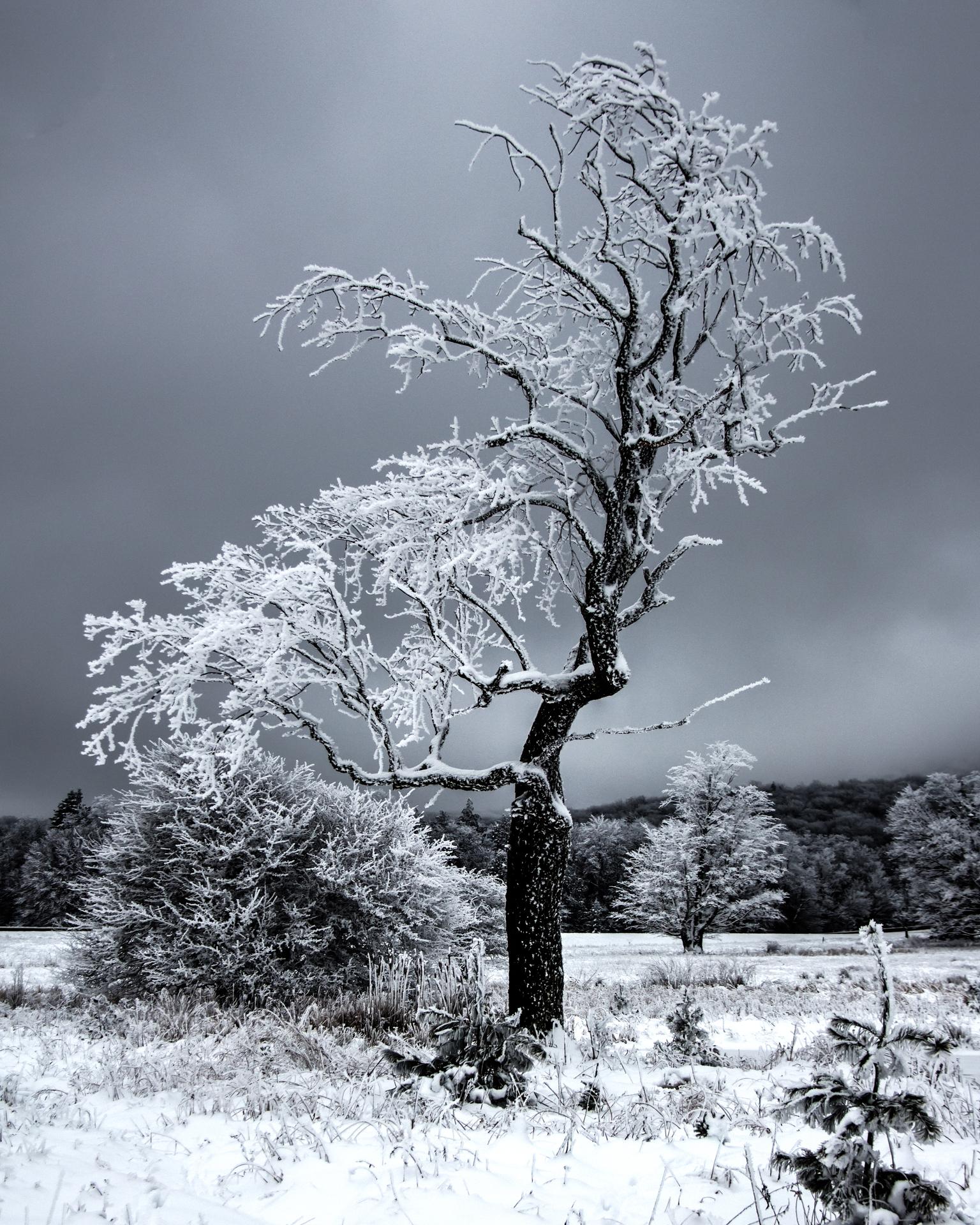 New York Photography Awards Winner - Scraggly Tree