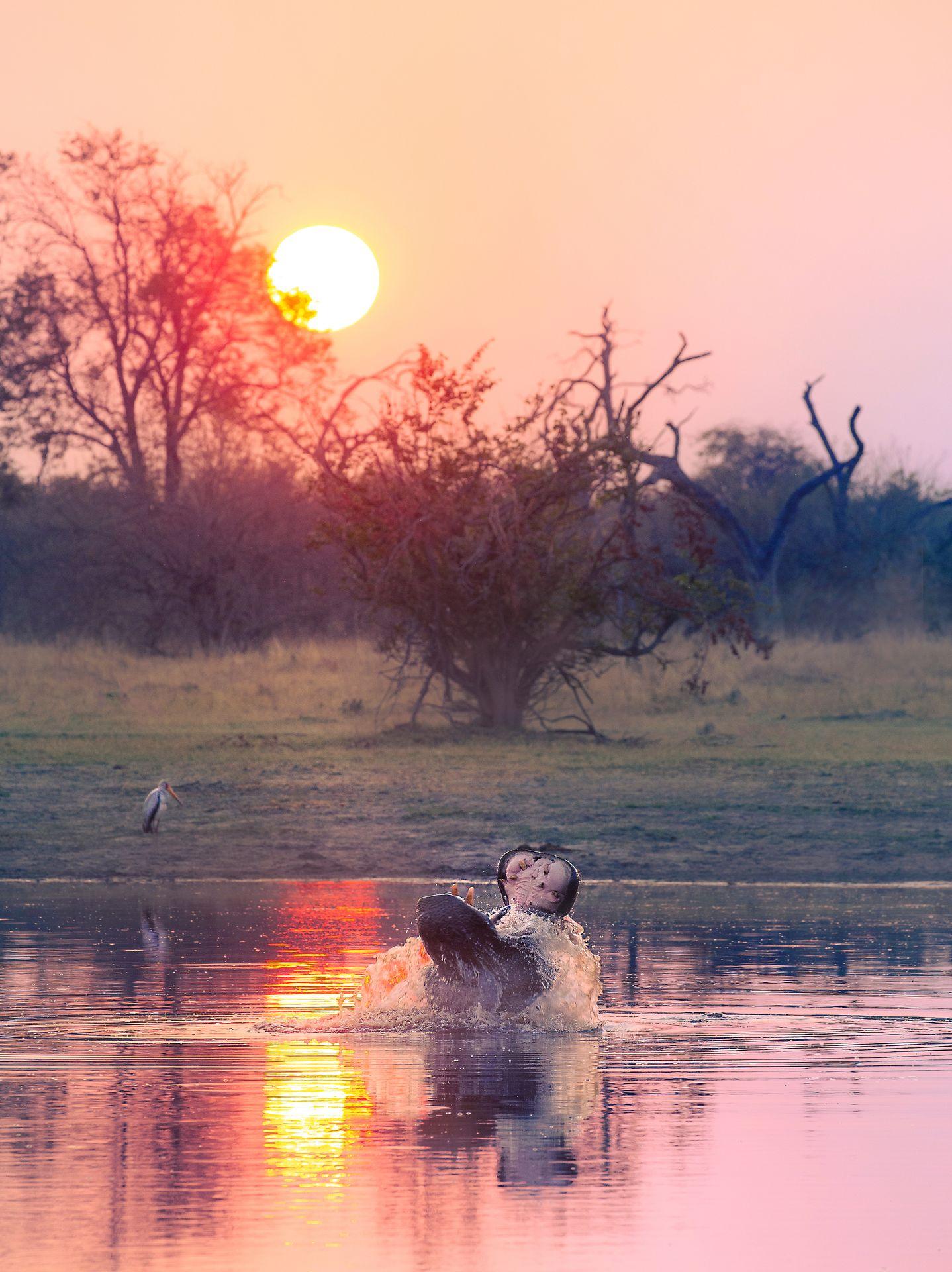 New York Photography Awards Winner - hippo show