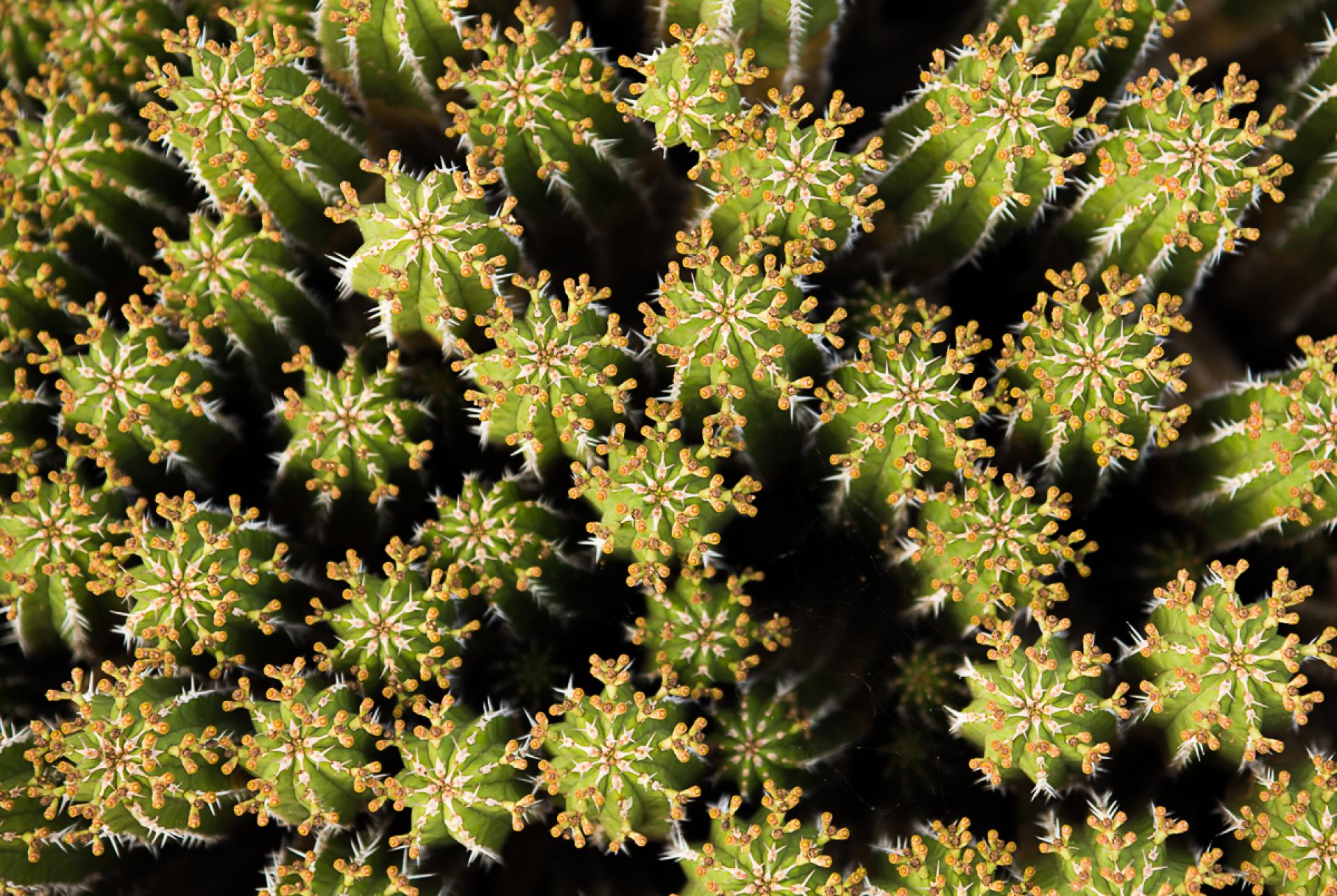 New York Photography Awards Winner - Desert Snowflakes