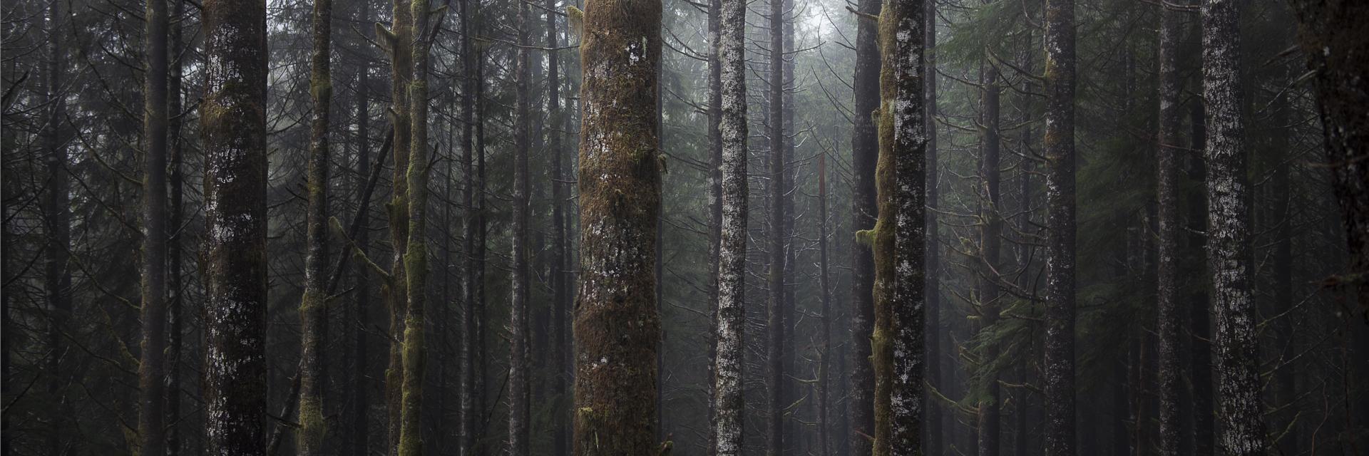 New York Photography Awards Winner - Juan de Fuca Mist