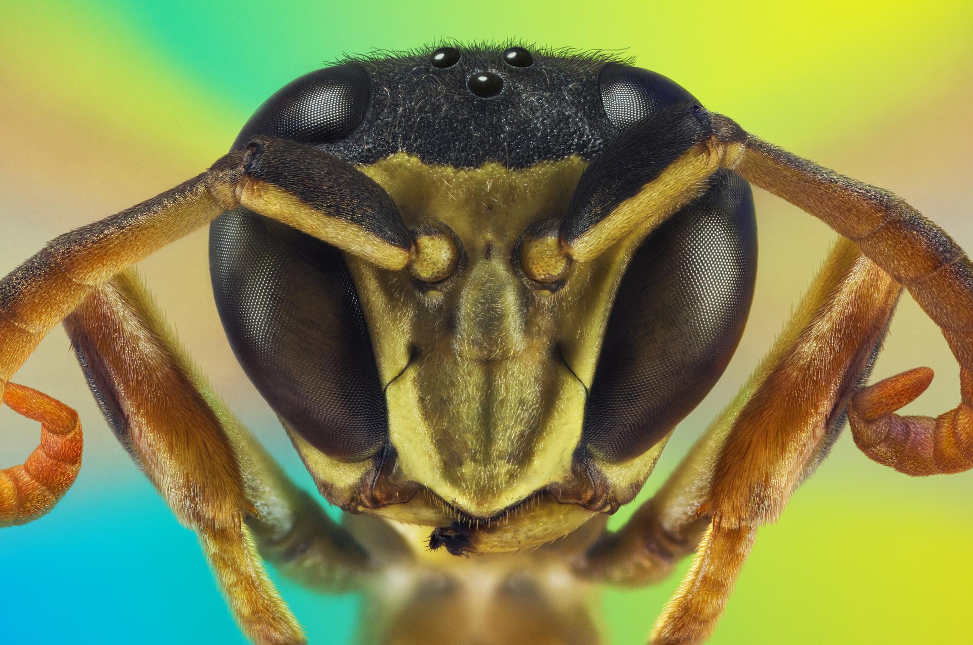 New York Photography Awards Winner - Microcosmic Portraits of The Little Earthlings