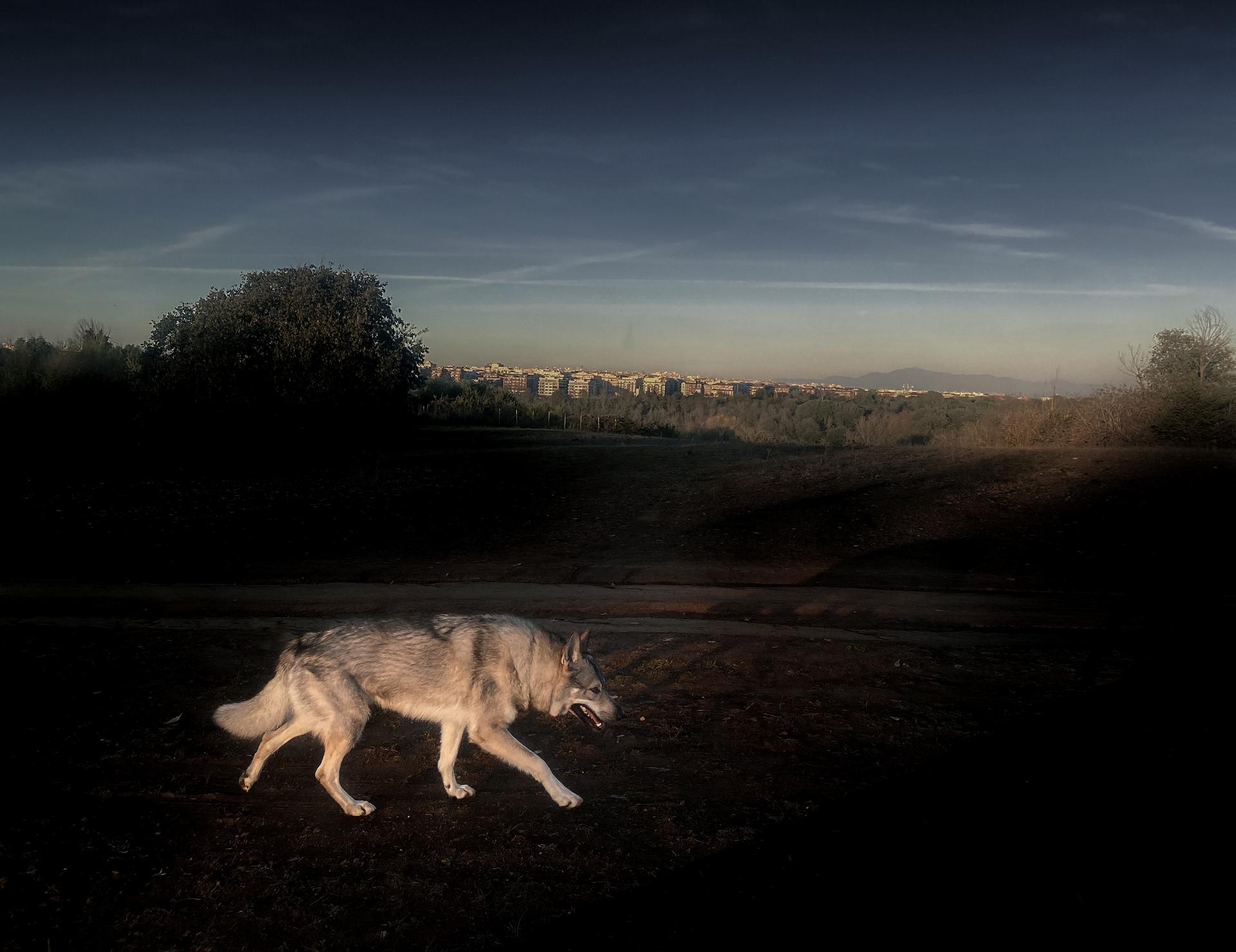 New York Photography Awards Winner - Heart of Wolf