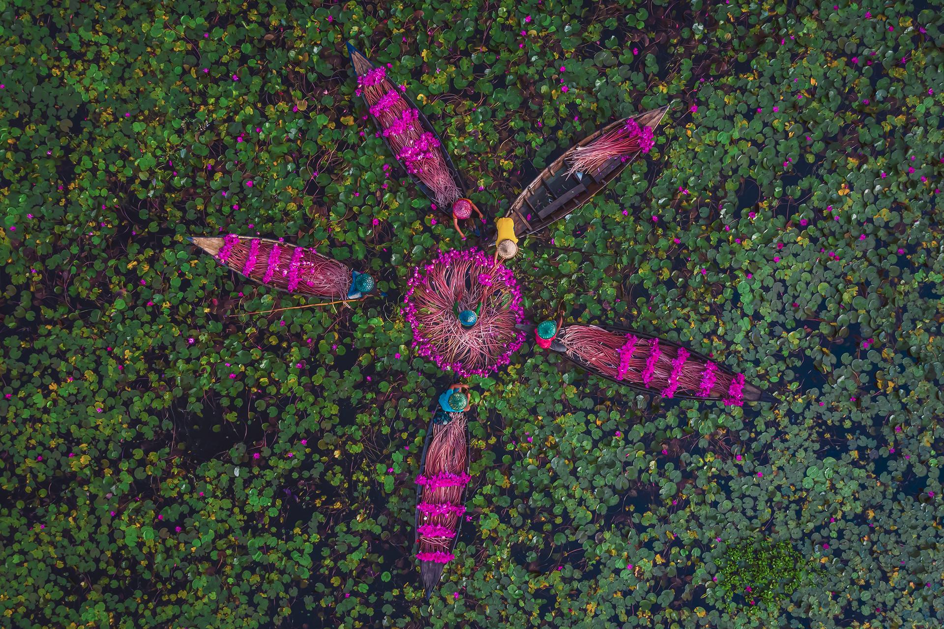 New York Photography Awards Winner - Harvesting Waterlily