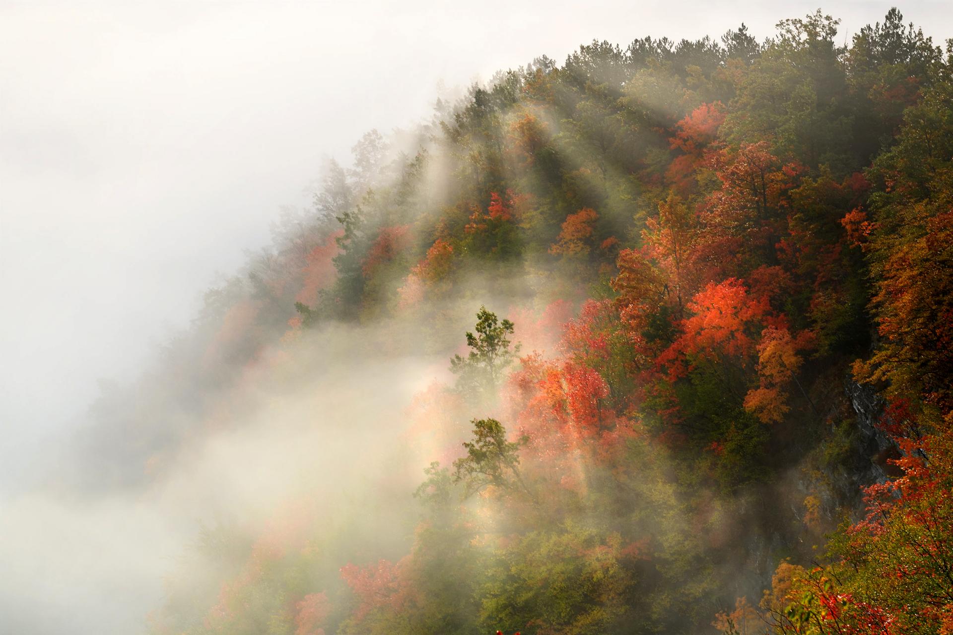 New York Photography Awards Winner - Fall Foliage in Foreste Casentinesi National Park