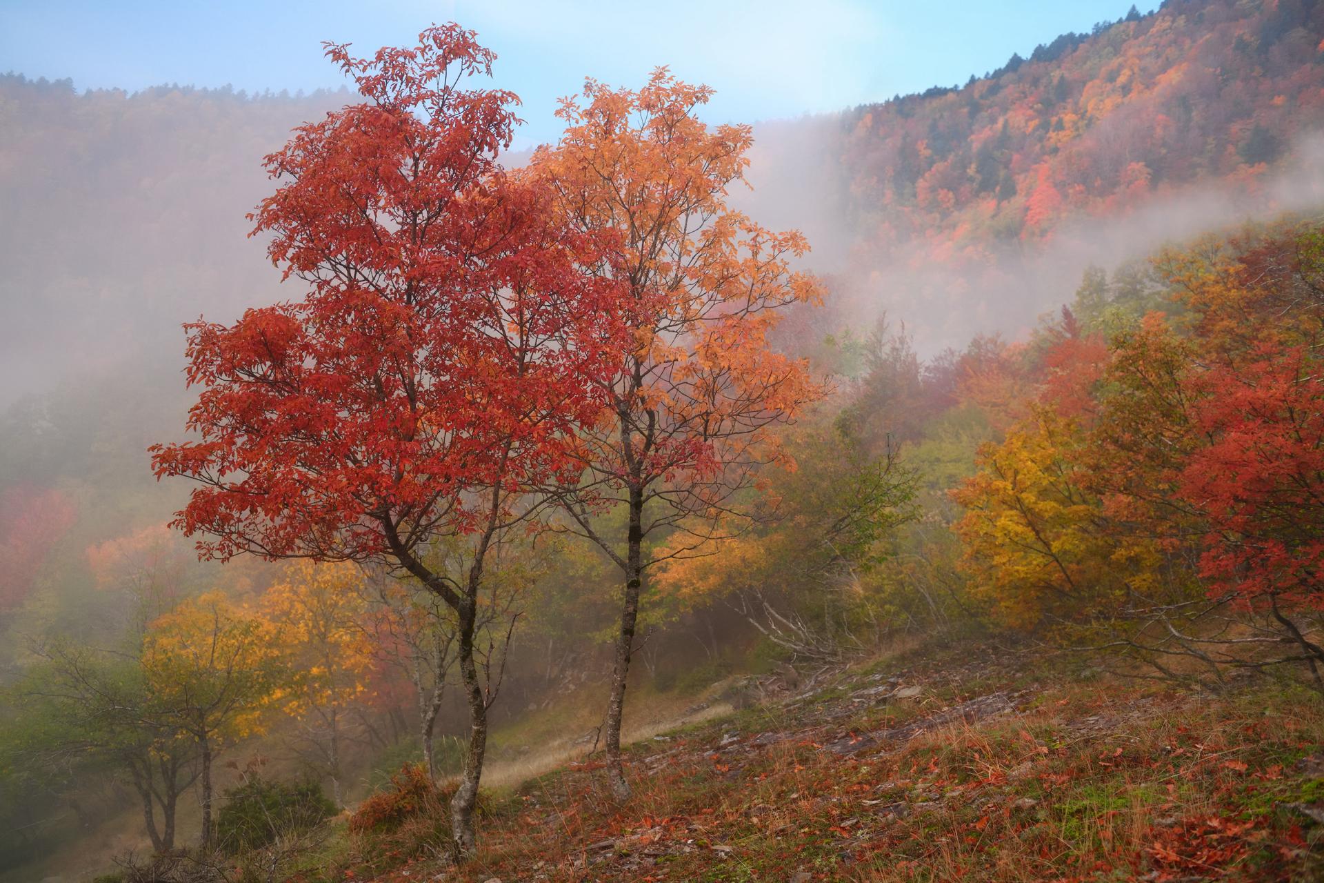 New York Photography Awards Winner - Fall Foliage in Foreste Casentinesi National Park