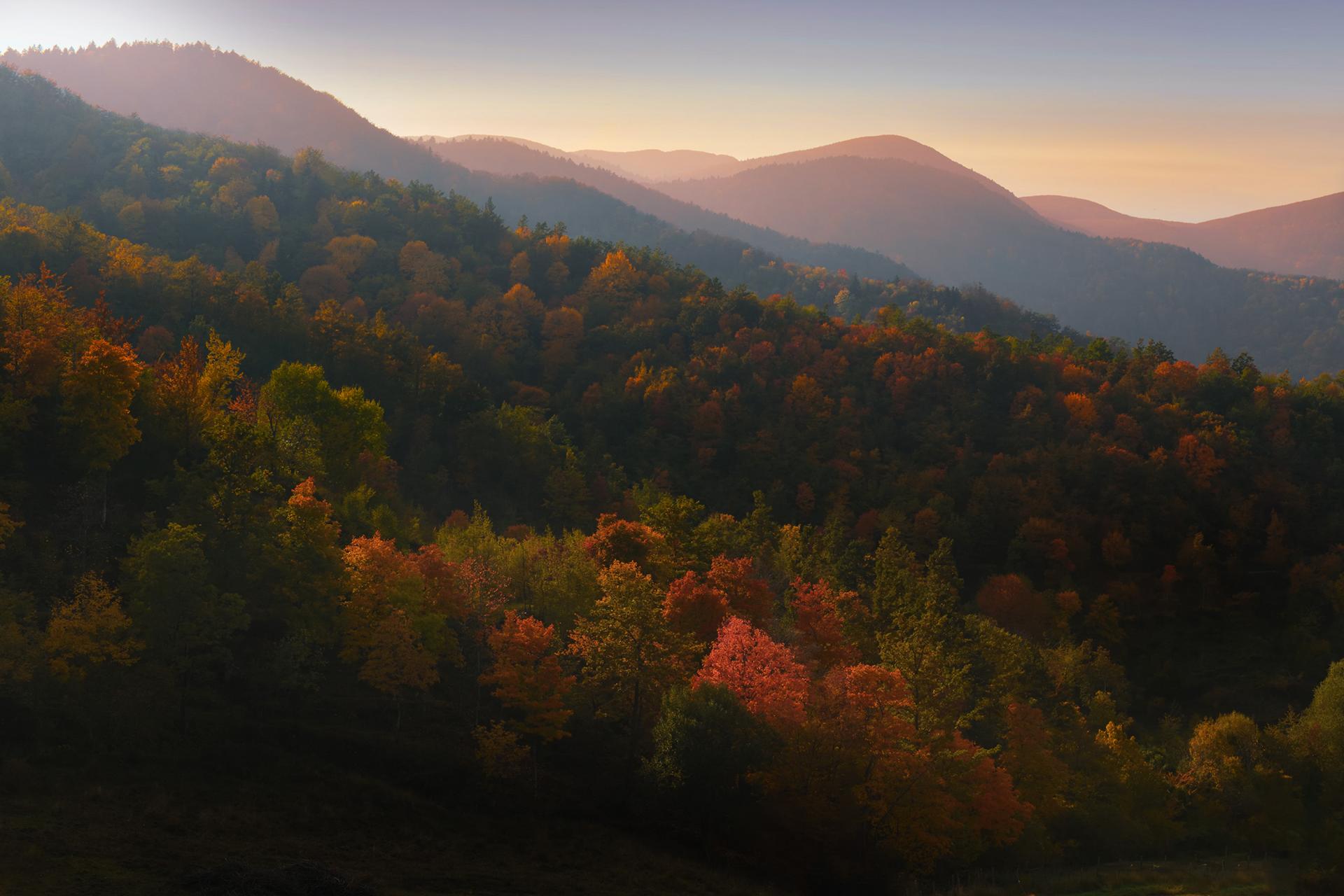 New York Photography Awards Winner - Fall Foliage in Foreste Casentinesi National Park