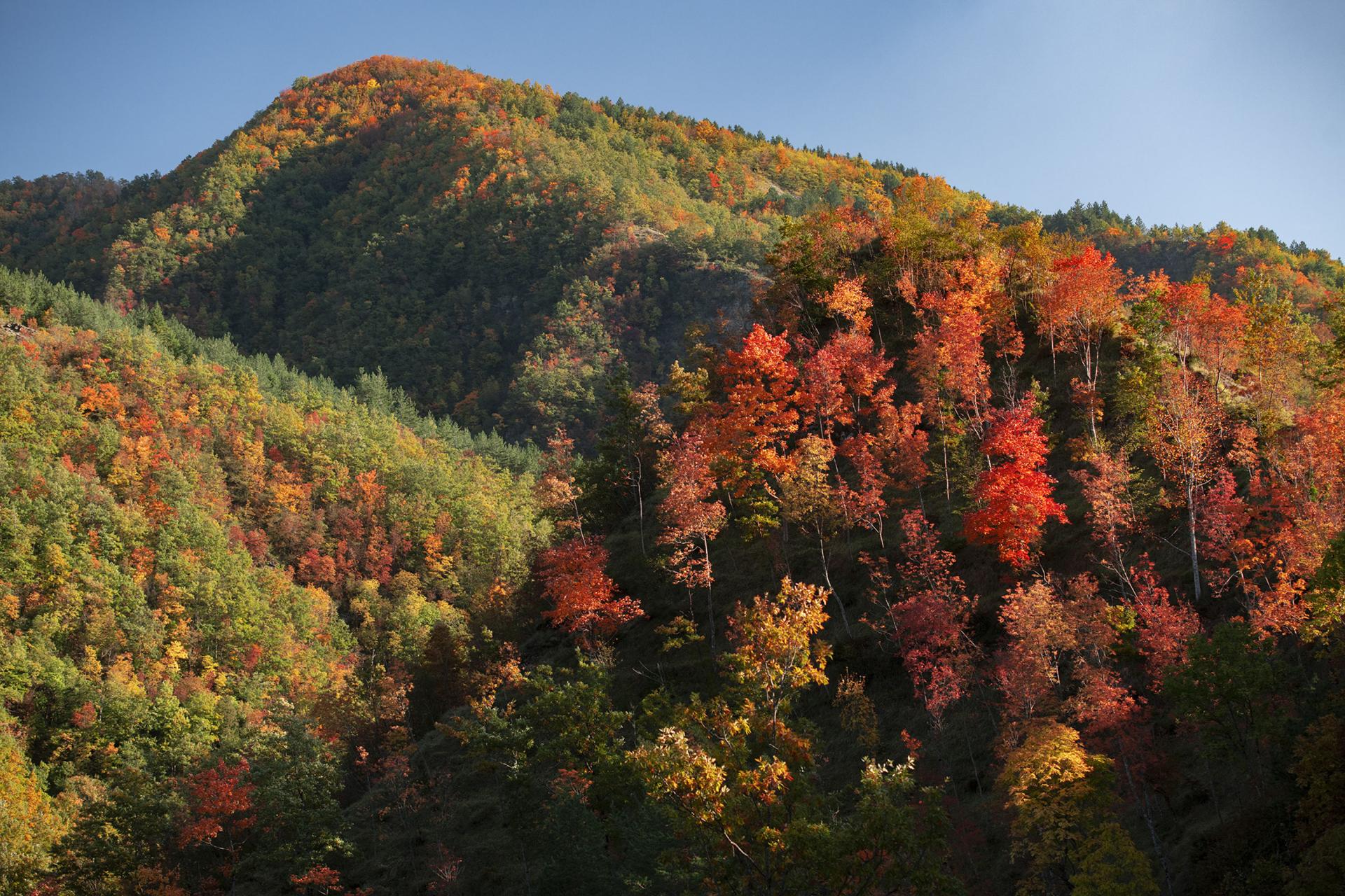 New York Photography Awards Winner - Fall Foliage in Foreste Casentinesi National Park