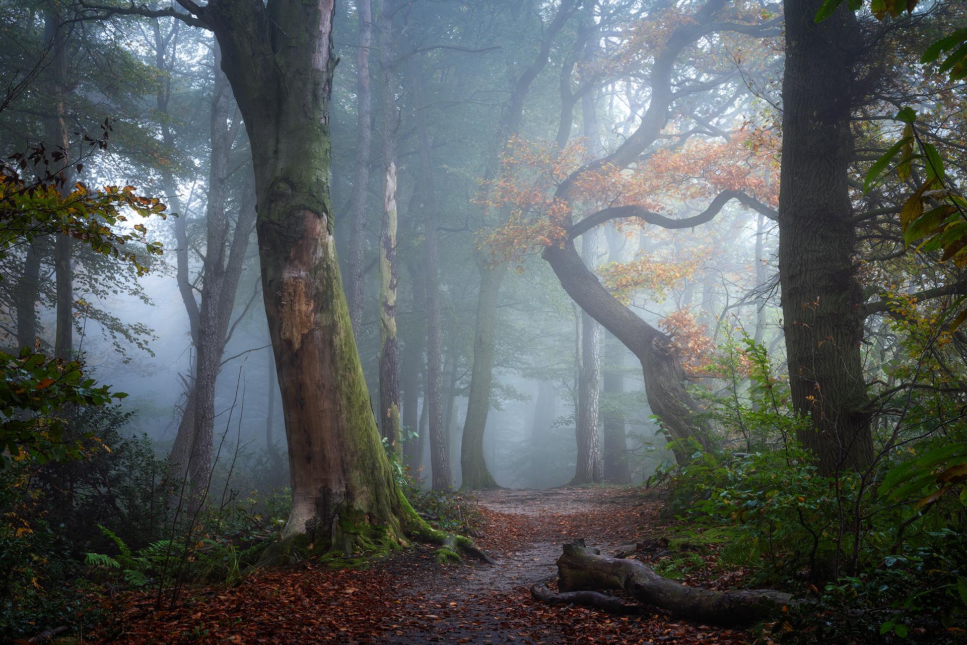 New York Photography Awards Winner - Autumn festival