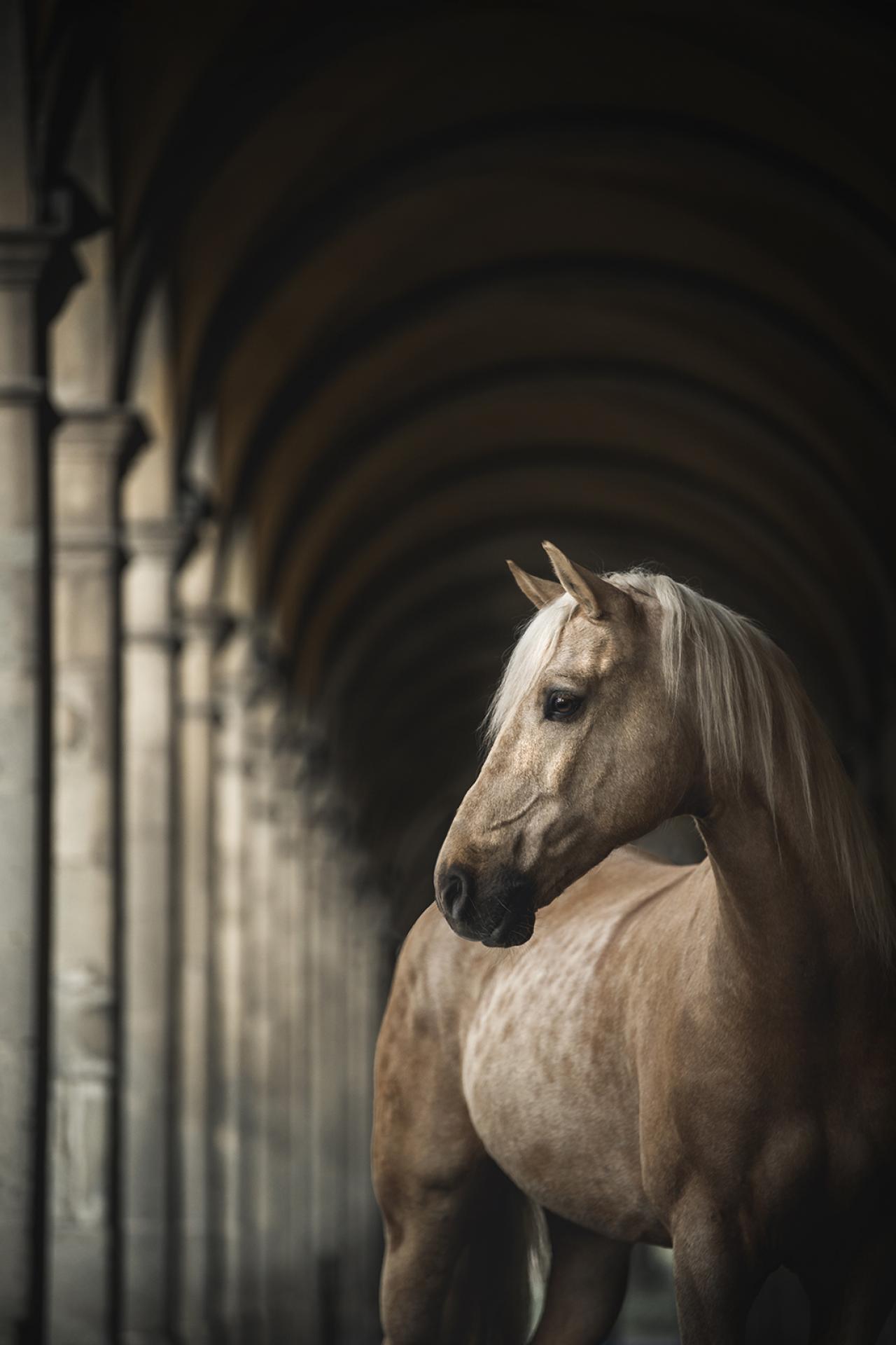 New York Photography Awards Winner - Sunday Stroll