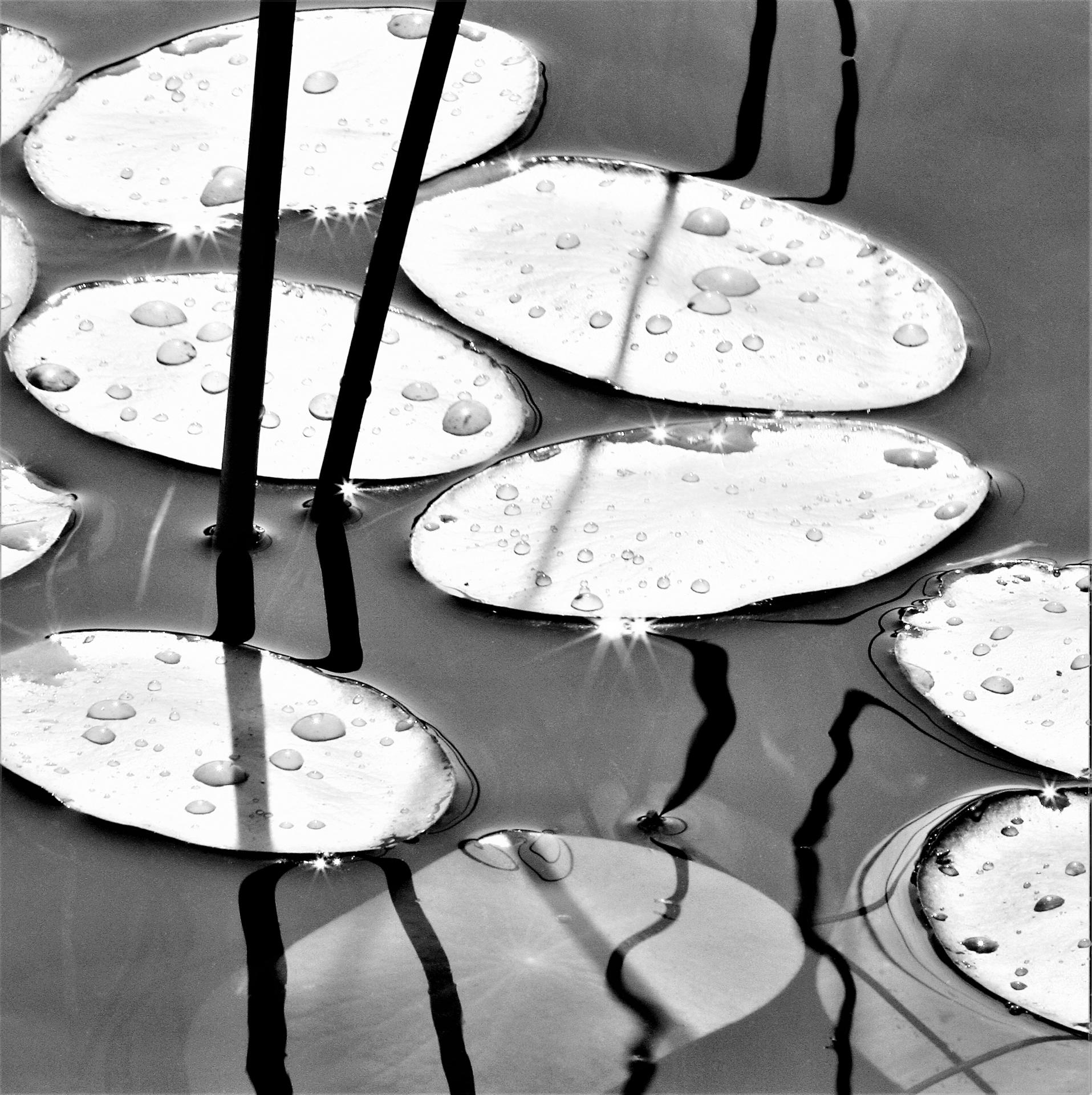 New York Photography Awards Winner - Lily Pads and Reeds, Morning