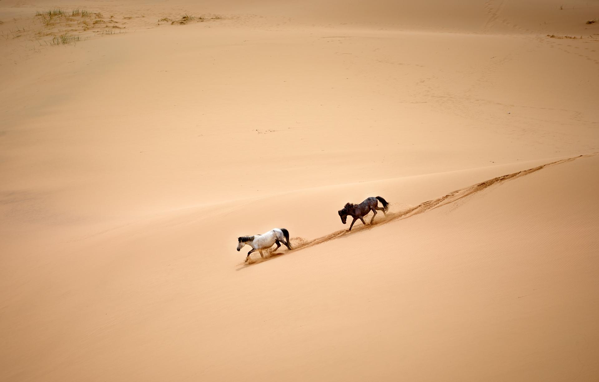 New York Photography Awards Winner - Wild Horses